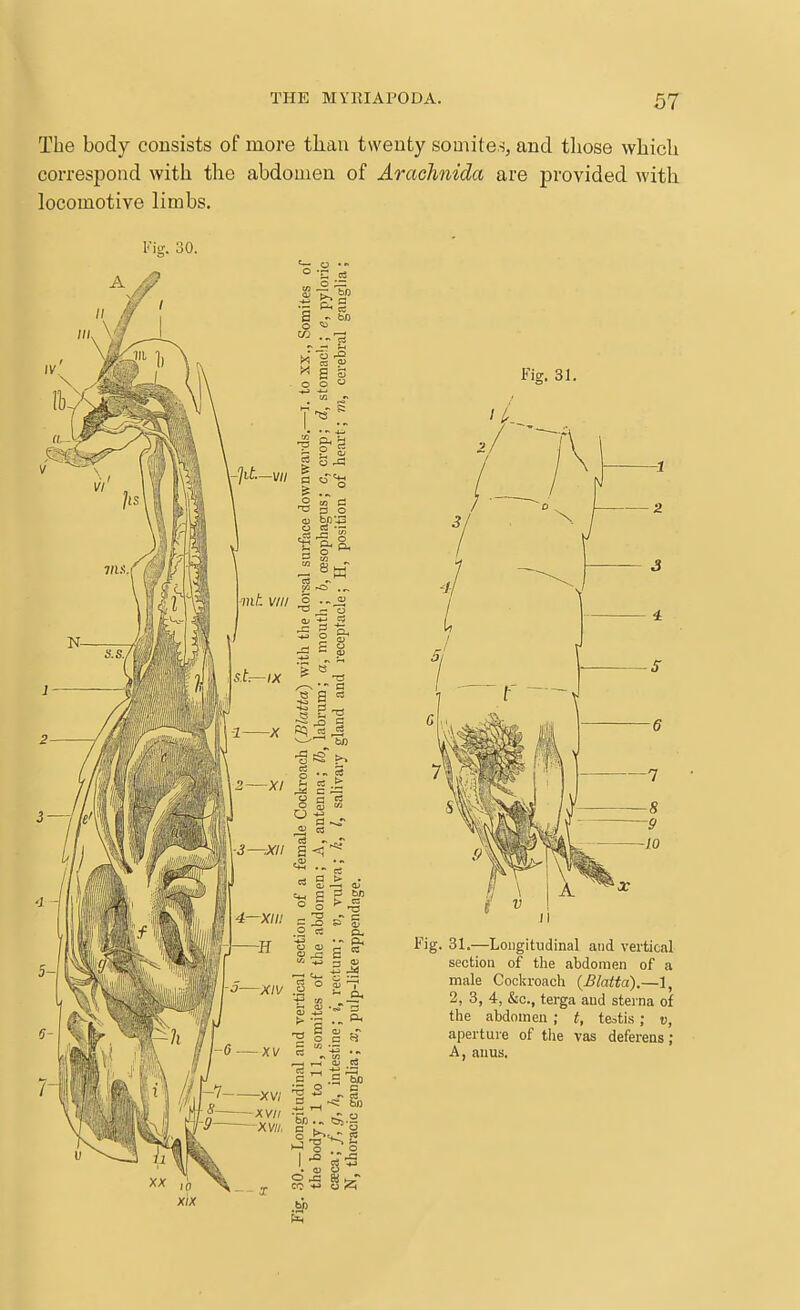 The body consists of more tlian twenty somite.s, and those which correspond with the abdomen of Arachnida are provided with locomotive limbs. Kisr. 30. Fig. 31. Fig. 31.—Longitudinal and vertical section of the abdomen of a male Cockroach (Blatta).—1, 2, 3, 4, &c., terga and sterna of the abdomen ; t, testis ; v, aperture of tlie vas deferens ; A, auus.