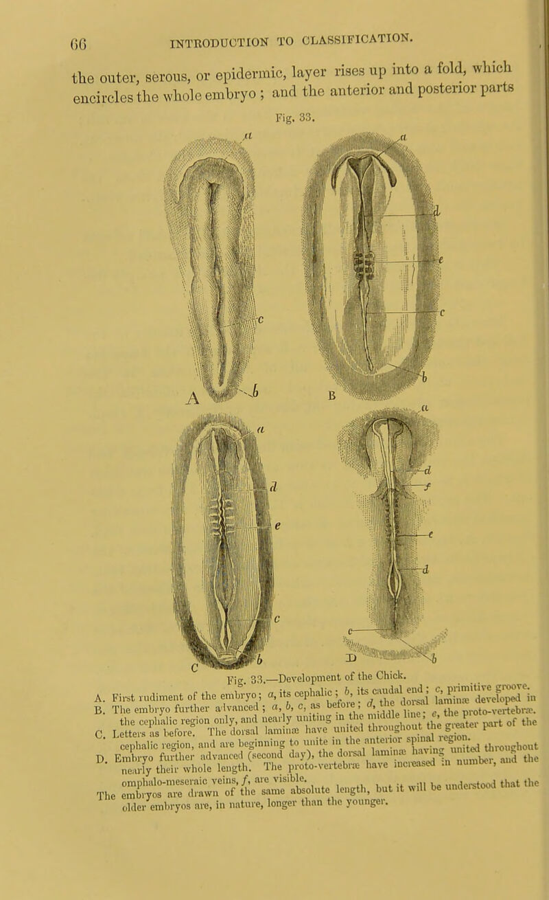 the outer, serous, or epidermic, layer rises up into a fold, which encircles the whole embryo ; and the anterior and posterior parts Fig. 33. Y\g 33.—Development of the Chick. A. Fi.t.udin,entcftheemh.:yo; '^•^ ^^^^^^J^^ {^^SoK^^ln B. The embi yo further a lvanced ; a, b, c as befoie '^V^''^ ' '^^^^^^ the coplmlic region only, and nearly umt„>g m ho of the C Letters IS befoi e. The dorsal lamina; liave united throughout the greaiei pa renhal c rccrion, and are beginning to .u.ite in the anterior spmal reg.on D eXo u?the; advanced Osecond day), the dorsal lamin.-. l>=-°?;''*i^'°^f °th ne;u ly their whole length. Tlie proto-vertebra- have .«c.t«sed -.n numbo., and The ^i:::::t::f'^kr:^so^^ but it wU. be unde.tood that the older embryos are, in nature, longer than the younger.