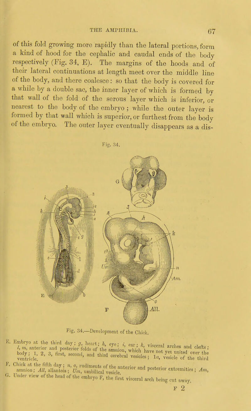 of this fold growing more rapidly than the lateral portions, form a kind of hood for the cephalic and caudal ends of the body- respectively (Fig. 34, E). The margins of the hoods and of their lateral continuations at length meet over the middle line of the body, and there coalesce: so that the body is covered for a while by a double sac, the inner layer of which is formed by that wall of the fold of the serous layer which is inferior, or nearest to the body of the embryo ; while the outer layer is formed by that wall which is superior, or furthest from the body of the embryo. The outer layer eventually disappears as a dis- Fi<T. 34. Fig. 34.—Development of the Chick K. Embryo at the third day ; n, heart • h pvp • ; . 7, • i G. U„,i.,- vi.„ oru,. ho,l of 11,0 «b,-,o F, ,1,. „„, ^^^^ F 2