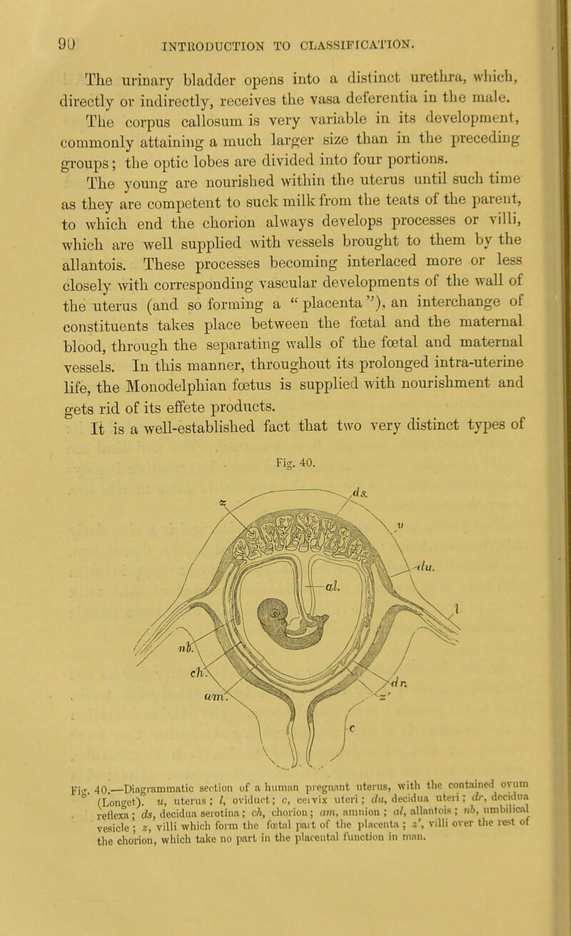 The urinary bladder opens into a distinct urethra, which, directly or indirectly, receives the vasa deferentia in the male. The corpus callosum is very variable in its development, commonly attaining a much larger size thau in the preceding groups; the optic lobes are divided into four portions. The young are nourished within the uterus until such time as they are competent to suck milk from the teats of the parent, to which end the chorion always develops processes or villi, which are well supphed with vessels brought to them by the allantois. These processes becoming interlaced more or less closely with corresponding vascular developments of the wall of the uterus (and so forming a  placenta ), an interchange of constituents takes place between the foetal and the maternal blood, through the separating walls of the foetal and maternal vessels. In this manner, throughout its prolonged intra-uterine life, the Monodelphian foetus is supplied with nourishment and gets rid of its effete products. It is a well-established fact that two very distinct types of Fig. 40. pio- 40.—Diagrammatic section of a human pregnant uterus, with the contained ovum °' (Longct). u, uterus; /, oviduct; c, ccivix uteri; decidua uteri; dr, decidu.-i reflexa • ds, decidua scrotina; c/i, chorion; am, amnion ; al, allantois ; nb, umbilical vesicle ; z, villi which form the foet^il jwt of the placenta ; z', villi over the re-^t of the chorion, which take no part in the placental function in man.