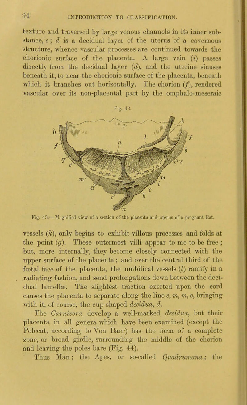 texture and traversed by large venous channels in its inner sub- stance, c; cZ is a decidual layer of tlie uterus of a cavernous structure, whence vascular processes are continued towards the chorionic surface of the placenta. A large vein (i) passes directly from the decidual layer (d), and the uterine sinuses beneath it, to near the chorionic surface of the placenta, beneath which it branches out horizontally. The chorion (f), rendered vascular over its non-placental part by the omphalo-meseraic Fig, 43. Fig. 43.—Magnified view of .a section of the placenta and uterus of a pi-egnant Rat. vessels (k), only begins to exhibit villous processes and folds at the point (g). These outermost villi appear to me to be free ; but, more internally, they become closely connected with the upper surface of the placenta; and over the central third of the foetal face of the j)lacenta, the umbilical vessels (Z) ramify in a radiating fashion, and send prolongations down between the deci- dual lamellae. The slightest traction exerted upon the cord causes the placenta to separate along the line e, m, m, e, bringing with it, of course, the cup-shaped decidua, d. The Garnivora develop a well-marked decidua, but their placenta in all genera which have been examined (except the Polecat, according to Von Baer) has the form of a complete zone, or broad girdle, surrounding the middle of the chorion and leaving the poles bare (Fig. 44). Thus Man; the Apes, or so-called Quadrumnna; the