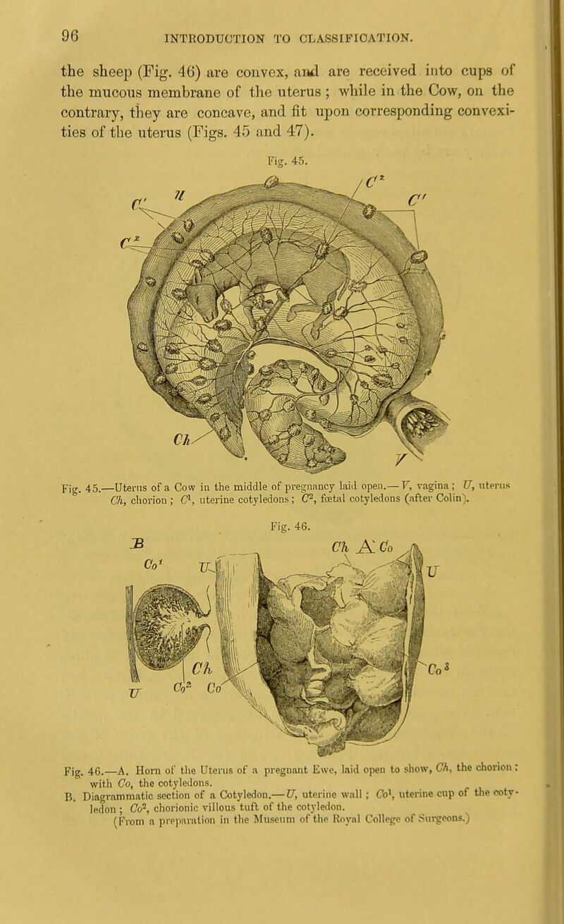 the sheep (Fig. 46) are convex, aiid are received into cups of the mucous membrane of tlie uterus ; while in the Cow, on the contrary, they are concave, and fit upon corresponding convexi- ties of the uterus (Figs. 45 and 47). Fig. 45. Fi^. 45.—Uterus of a Cow in the middle of pregnancy laid open.— V, vagina; U, uterus C'h, cliorion ; C^, uterine cotyledons; C^, foetal cotyledons (after Colin). Fig. 46. Fig. 46.—A. Horn of the Uterus of a pregnant Ewe, laid open to show, Ch, the chorion: with Co, the cotyledons. B. Diagrammatic section of a Cotyledon.— U, uterine wall; Co', uterine cup of the coty- ledon ; Co\ chorionic villous tuft of the cotyledon. (From a pi-pjiaration in the Museum of the Royal College of .'^ui^eons.)