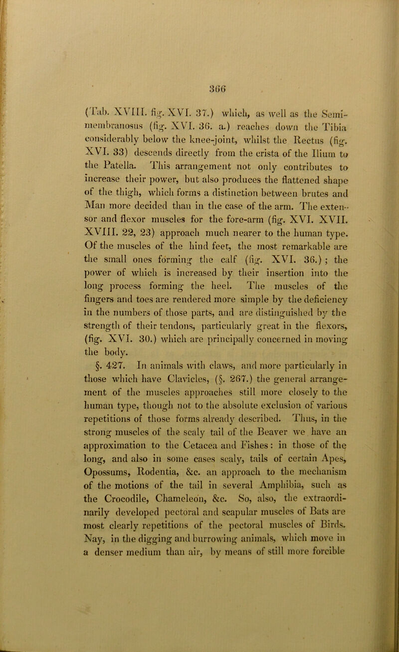 ( I ;ib. XVIII. fig*. XVI. 37.) which, as well as the Semi- membranosus (fig. XVI. 36. a.) reaches down the Tibia considerably below the knee-joint, whilst the Rectus (fig. XVI. 33) descends directly from the crista of the Ilium to the Patella. This arrangement not only contributes to Increase their power, but also produces the flattened shape of the thigh, which forms a distinction between brutes and Man more decided than in the case of the arm. The exten- sor and flexor muscles for the fore-arm (fig. XVI. XVII. XVIII. 22, 23) approach much nearer to the human type. Of the muscles of the hind feet, the most remarkable are the small ones forming the calf (fig. XVI. 36.) ; the power of which is increased by their insertion into the long process forming* the heel. The muscles of the fingers and toes are rendered more simple by the deficiency in the numbers of those parts, and are distinguished by the strength of their tendons, particularly great in the flexors, (fig. XVI. 30.) which are principally concerned in moving the body. §. 427. In animals with claws, and more particularly in those which have Clavicles, (§. 267.) the general arrange- ment of the muscles approaches still more closely to the human type, though not to the absolute exclusion of various repetitions of those forms already described. Thus, in the strong muscles of the scaly tail of the Beaver we have an approximation to the Cetacea and Fishes: in those of the long, and also in some cases scaly, tails of certain Apes, Opossums, Rodentia, &c. an approach to the mechanism of the motions of the tail in several Amphibia, such as the Crocodile, Chameleon, &c. So, also, the extraordi- narily developed pectoral and scapular muscles ot Bats are most clearly repetitions of the pectoral muscles of Birds. Nay, in the digging and burrowing animals, which move in a denser medium than air, by means of still more forcible