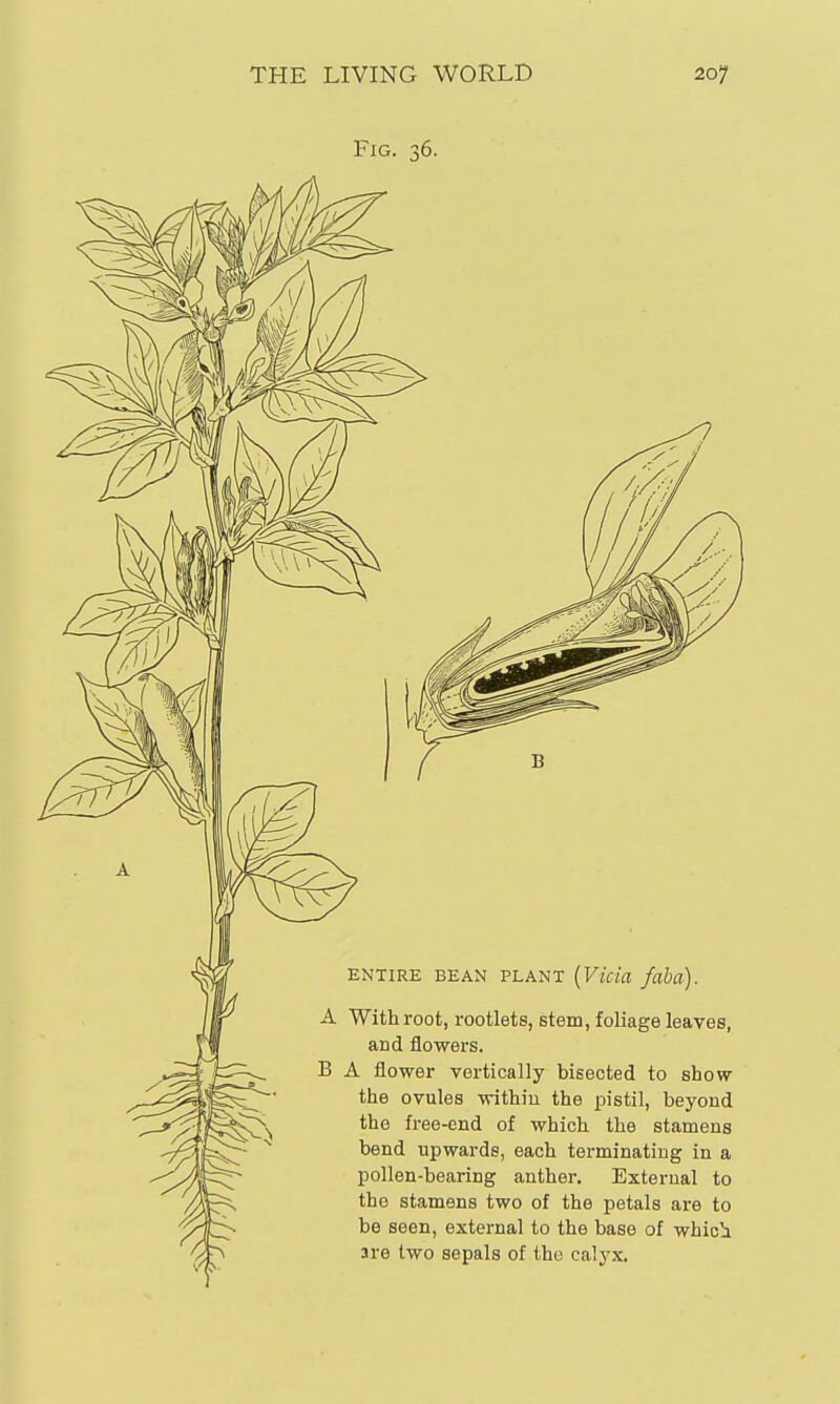 ENTIRE BEAN PLANT {Vicia fabo). A With root, rootlets, stem, foliage leaves, and flowers. B A flower vertically bisected to show the ovules withiu the pistil, beyond the free-end of which the stamens bend upwards, each terminating in a pollen-bearing anther. External to the stamens two of the petals are to be seen, external to the base of whic'a are two sepals of the calyx.