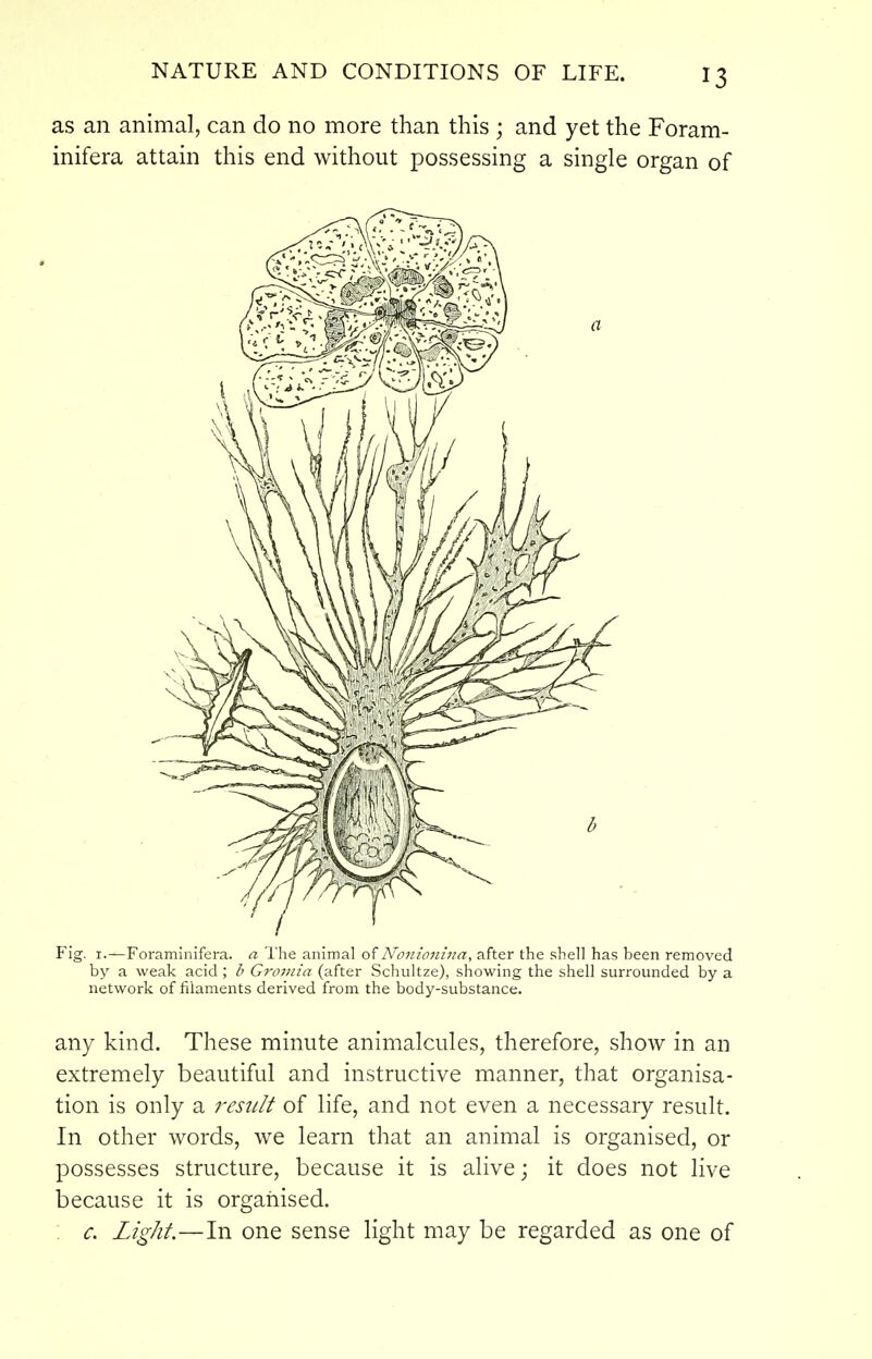 as an animal, can do no more than this ; and yet the Foram- inifera attain this end without possessing a single organ of Fig. I.—Foraminifera. a The animal of Nonionina, after the shell has been removed by a weak acid ; b Grmnia (after Schultze), showing the shell surrounded by a network of filaments derived from the body-substance. any kind. These minute animalcules, therefore, show in an extremely beautiful and instructive manner, that organisa- tion is only a result of life, and not even a necessary result. In other words, we learn that an animal is organised, or possesses structure, because it is alive; it does not live because it is organised. : c. Light.—In one sense light may be regarded as one of