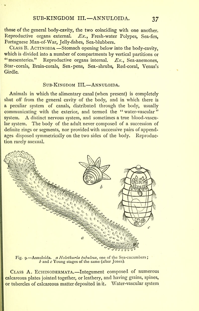 those of the general body-cavity, the two coinciding with one another. Reproductive organs external. Ex.^ Fresh-water Polypes, Sea-firs, Portuguese Man-of-War, Jelly-fishes, Sea-blubbers. Class B. Actinozoa —Stomach opening below into the body-cavity, which is divided into a number of compartments by vertical partitions or mesenteries. Reproductive organs internal. Ex.^ Sea-anemones, Star-corals. Brain-corals, Sea-pens, Sea-shrubs, Red-coral, Venus's Girdle. Sub-Kingdom III.—Annuloida. Animals in which the alimentary canal (when present) is completely shut off from the general cavity of the body, and in which there is a peculiar system of canals, distributed through the body, usually communicating with the exterior, and termed the  water-vascular  system. A distinct nervous system, and sometimes a true blood-vascu- lar system. The body of the adult never composed of a succession of definite rings or segments, nor provided with successive pairs of append- ages disposed symmetrically on the two sides of the body. Reproduc- tion rarely asexual. Fig. 9.—Annuloida. a Holothuria hihulosa, one of the Sea-cucumbers; b and c Young stages of the same (after Jones). Class A. Echinodermata.—Integument composed of numerous calcareous plates jointed together, or leathery, and having grains, spines, or tubercles of calcareous matter deposited in it. Water-vascular system