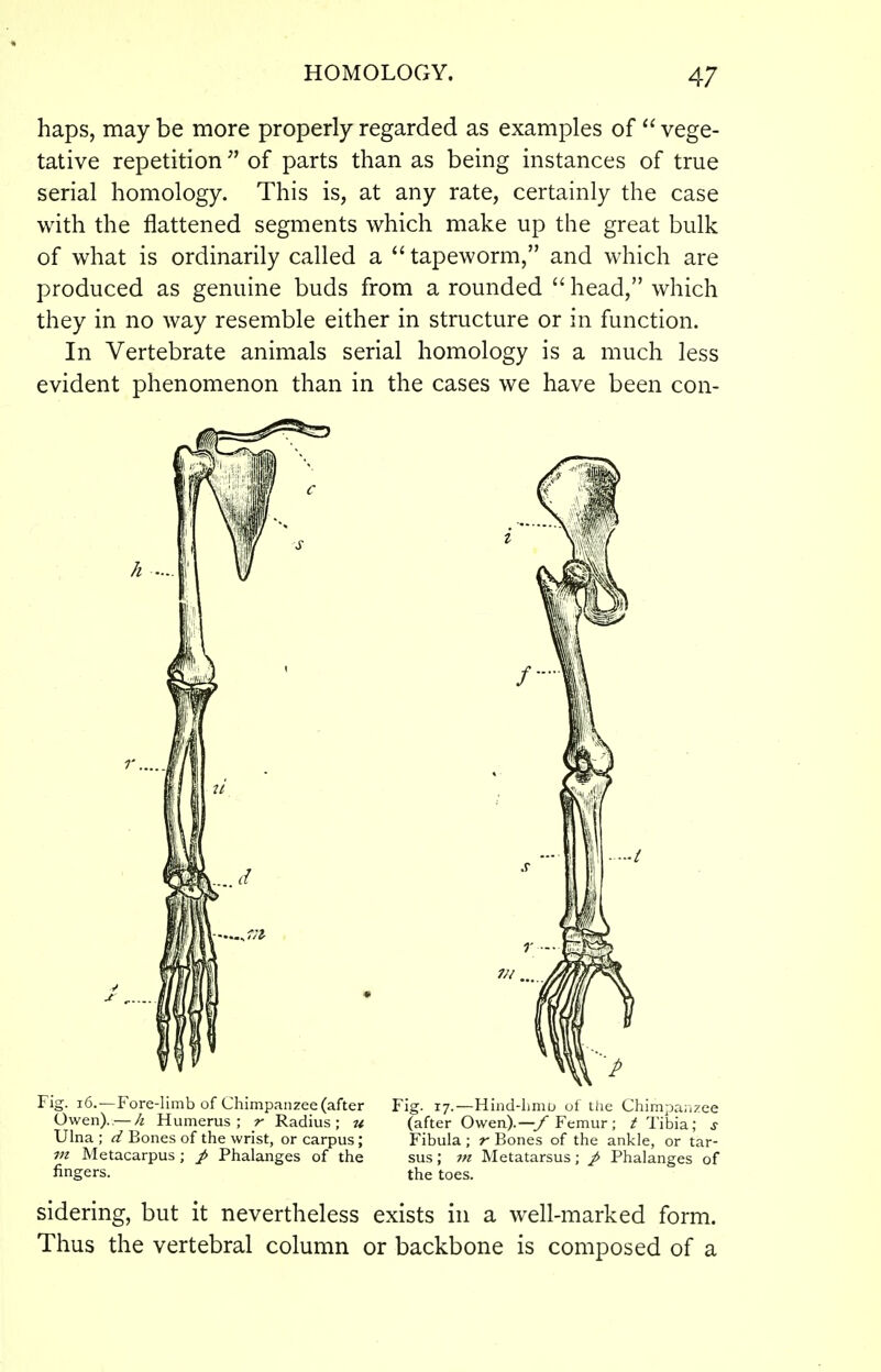 haps, may be more properly regarded as examples of  vege- tative repetition  of parts than as being instances of true serial homology. This is, at any rate, certainly the case with the flattened segments which make up the great bulk of what is ordinarily called a  tapeworm, and which are produced as genuine buds from a rounded  head, which they in no way resemble either in structure or in function. In Vertebrate animals serial homology is a much less evident phenomenon than in the cases we have been con- Fig. i6.—Fore-limb of Chimpanzee (after Fig- 17.—Hind-hmo of the Chimpanzee Owen). —/i Humerus; r Radius; jt (after Owen).—/ Femur; ^ Tibia; j Ulna; Bones of the wrist, or carpus; Fibula; r Bones of the ankle, or tar- m Metacarpus ; / Phalanges of the sus; m Metatarsus; / Phalanges of fingers. the toes. sidering, but it nevertheless exists in a well-marked form. Thus the vertebral column or backbone is composed of a