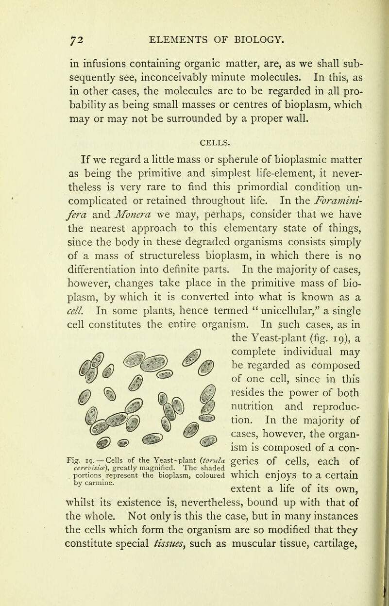 in infusions containing organic matter, are, as we shall sub- sequently see, inconceivably minute molecules. In this, as in other cases, the molecules are to be regarded in all pro- bability as being small masses or centres of bioplasm, which may or may not be surrounded by a proper wall. CELLS. If we regard a little mass or spherule of bioplasmic matter as being the primitive and simplest life-element, it never- theless is very rare to find this primordial condition un- complicated or retained throughout life. In the Foramini- fera and Monera we may, perhaps, consider that we have the nearest approach to this elementary state of things, since the body in these degraded organisms consists simply of a mass of structureless bioplasm, in which there is no differentiation into definite parts. In the majority of cases, however, changes take place in the primitive mass of bio- plasm, by which it is converted into what is known as a cell. In some plants, hence termed  unicellular, a single cell constitutes the entire organism. In such cases, as in the Yeast-plant (fig. 19), a complete individual may be regarded as composed of one cell, since in this resides the power of both nutrition and reproduc- tion. In the majority of cases, however, the organ- ism is composed of a con- Fig. 19.—Cells of the Yeast-plant {torula gericS of CClls, Cach of cerevisia), greatly magnified. The shaded . . portions represent the bioplasm, coloured whicll CnjOyS tO a CCrtam by carmine. . extent a hfe of its own, whilst its existence is, nevertheless, bound up with that of the whole. Not only is this the case, but in many instances the cells which form the organism are so modified that they constitute special tissues^ such as muscular tissue, cartilage,