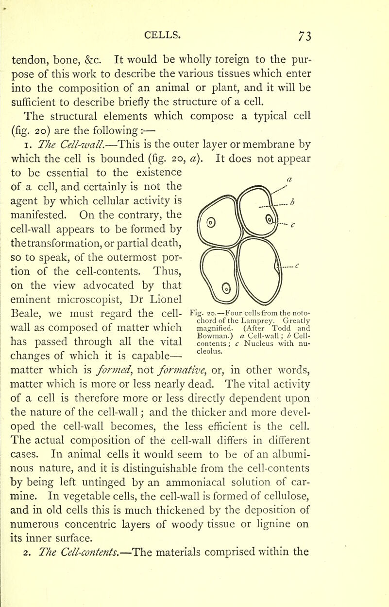 tendon, bone, &c. It would be wholly toreign to the pur- pose of this work to describe the various tissues which enter into the composition of an animal or plant, and it will be sufficient to describe briefly the structure of a cell. The structural elements which compose a typical cell (fig. 20) are the following :— I. The Cell-imU.—This is the outer layer or membrane by which the cell is bounded (fig. 20, a). It does not appear to be essential to the existence of a cell, and certainly is not the agent by which cellular activity is manifested. On the contrary, the cell-wall appears to be formed by the transformation, or partial death, so to speak, of the outermost por- tion of the cell-contents. Thus, on the view advocated by that eminent microscopist, Dr Lionel Beale, we must regard the cell- Fig. 20.—Four cells from the noto- chord of the Lamprey. Greatly wall as composed of matter which magnified. (After Todd and , 1 ,1 1 n ,1 -1 Bowman.) a Cell-wall; Cell- haS passed through all the vital contents; c Nucleus with nu- changes of which it is capable— cieoius. matter which is formed^ not forinative, or, in other words, matter which is more or less nearly dead. The vital activity of a cell is therefore more or less directly dependent upon the nature of the cell-wall; and the thicker and more devel- oped the cell-wall becomes, the less efficient is the cell. The actual composition of the cell-wall differs in different cases. In animal cells it would seem to be of an albumi- nous nature, and it is distinguishable from the cell-contents by being left untinged by an ammoniacal solution of car- mine. In vegetable cells, the cell-wall is formed of cellulose, and in old cells this is much thickened by the deposition of numerous concentric layers of woody tissue or lignine on its inner surface. 2. The Cell-coiitents.—The materials comprised within the
