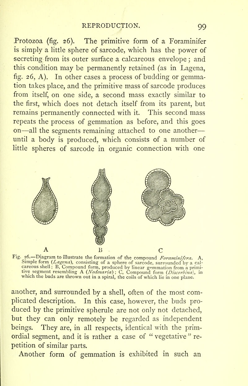 Protozoa (fig. 26). The primitive form of a Foraminifer is simply a little sphere of sarcode, which has the power of secreting from its outer surface a calcareous envelope; and this condition may be permanently retained (as in Lagena, fig. 26, A). In other cases a process of budding or gemma- tion takes place, and the primitive m.ass of sarcode produces from itself, on one side, a second mass exactly similar to the first, which does not detach itself from its parent, but remains permanently connected with it. This second mass repeats the process of gemmation as before, and this goes on—all the segments remaining attached to one another— until a body is produced, which consists of a number of little spheres of sarcode in organic connection with one A 13 C Fig. 26.—Diagram to illustrate the formation of the compound Foraminifcra. A, Simple form {Lagena), consisting of a sphere of sarcode, surrounded by a cal- careous shell; B, Compound form, produced by linear gemmation from a primi- tive segment resembling A {Nodosaria); C, Compound form {Disco7-bina), in which the buds are thrown out in a spiral, the coils of which lie in one plane. another, and surrounded by a shell, often of the most com- plicated description. In this case, however, the buds pro- duced by the primitive spherule are not only not detached, but they can only remotely be regarded as independent beings. They are, in all respects, identical with the prim- ordial segment, and it is rather a case of vegetative re- petition of similar parts. Another form of gemmation is exhibited in such an