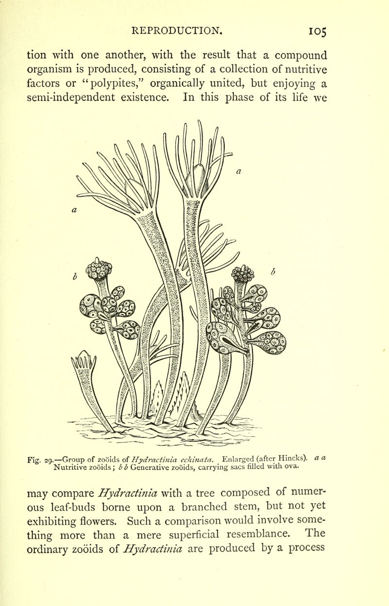 tion with one another, with the result that a compound organism is produced, consisting of a collection of nutritive factors or polypites, organically united, but enjoying a semi-independent existence. In this phase of its life we Fig. 29.—Group of zooids of Hydractiiiia echinata. _ Enlarged (after Hincks). a a Nutritive zooids; b b Generative zooids, carrying sacs filled witli ova. may compare Hydractinia with a tree composed of numer- ous leaf-buds borne upon a branched stem, but not yet exhibiting flowers. Such a comparison would involve some- thing more than a mere superficial resemblance. The ordinary zooids of Hydradmia are produced by a process