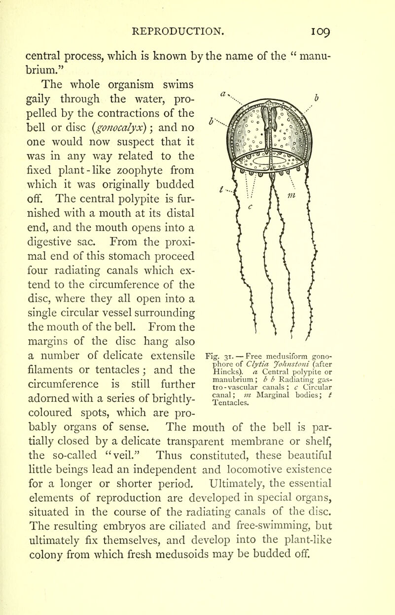 central process, which is known by the name of the  manu- brium. The whole organism swims gaily through the water, pro- pelled by the contractions of the bell or disc {gonocalyx); and no one would now suspect that it was in any way related to the fixed plant-like zoophyte from which it was originally budded off. The central polypite is fur- nished with a mouth at its distal end, and the mouth opens into a digestive sac. From the proxi- mal end of this stomach proceed four radiating canals which ex- tend to the circumference of the disc, where they all open into a single circular vessel surrounding the mouth of the bell. From the margins of the disc hang also a number of delicate extensile filaments or tentacles; and the circumference is still further adorned with a series of brightly- coloured spots, which are pro- bably organs of sense. The mouth of the bell is par- tially closed by a delicate transparent membrane or shelf, the so-called veil. Thus constituted, these beautiful little beings lead an independent and locomotive existence for a longer or shorter period. Ultimately, the essential elements of reproduction are developed in special organs, situated in the course of the radiating canals of the disc. The resulting embryos are ciliated and free-swimming, but ultimately fix themselves, and develop into the plant-like colony from which fresh medusoids may be budded off. Fig. 31. — Free medusiform gono- phore of Clytia Johnstoiii (after Hincks). a Central polypite or manubrium; b b Radiating gas- tro-vascttlar canals; c Circular canal; ni Marginal bodies; t Tentacles.