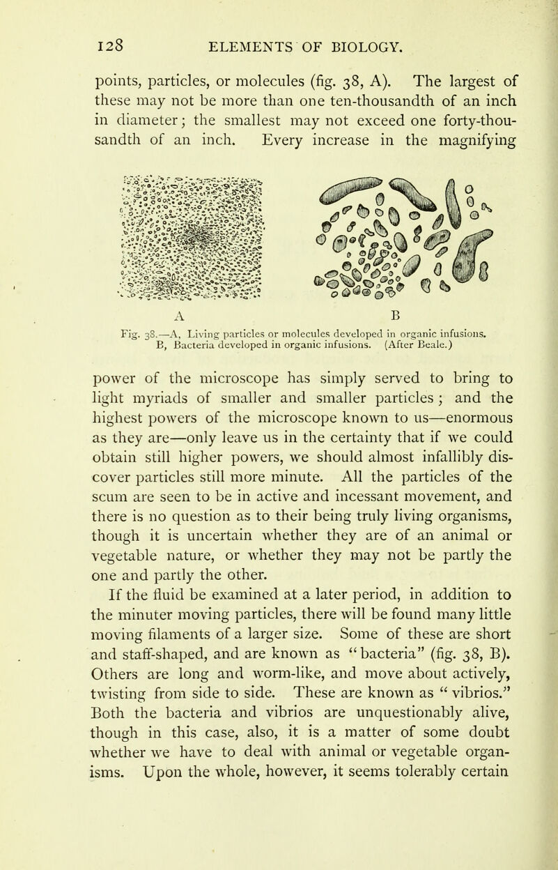 points, particles, or molecules (fig. 38, A). The largest of these may not be more than one ten-thousandth of an inch in diameter; the smallest may not exceed one forty-thou- sandth of an inch. Every increase in the magnifying A B Fig. 38.—A, Living particles or molecules developed in organic infusions. E, Bacteria developed in organic infusions. (After Beale.) power of the microscope has simply served to bring to light myriads of smaller and smaller particles ; and the highest powers of the microscope known to us—enormous as they are—only leave us in the certainty that if we could obtain still higher powers, we should almost infallibly dis- cover particles still more minute. All the particles of the scum are seen to be in active and incessant movement, and there is no question as to their being truly living organisms, though it is uncertain whether they are of an animal or vegetable nature, or whether they may not be partly the one and partly the other. If the fluid be examined at a later period, in addition to the minuter moving particles, there will be found many little moving filaments of a larger size. Some of these are short and staff-shaped, and are known as bacteria (fig. 38, B). Others are long and worm-like, and move about actively, twisting from side to side. These are known as  vibrios.'' Both the bacteria and vibrios are unquestionably alive, though in this case, also, it is a matter of some doubt whether we have to deal with animal or vegetable organ- isms. Upon the whole, however, it seems tolerably certain