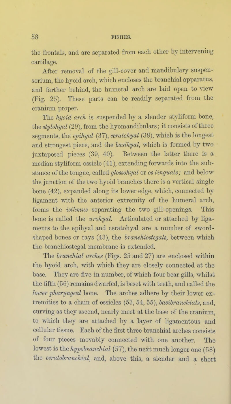 the frontals, and are separated from each other by intervening cartilage. After removal of the gill-cover and mandibulary suspen- sorium, the hyoid arch, which encloses the branchial apparatus, and farther behind, the humeral arch are laid open to view (Fig. 25). These parts can be readily separated from the cranium proper. The liyoid arch is suspended by a slender styliform bone, the stylohyal (29), from the hyomandibulars; it consists of three segments, the epihycd (37), ceratohyal (38), which is the longest and strongest piece, and the basihyal, which is formed by two juxtaposed pieces (39, 40). Between the latter there is a median styliform ossicle (41), extending forwards into the sub- stance of the tongue, called glossohyal or os linyuale; and below the junction of the two hyoid branches there is a vertical single bone (42), expanded along its lower edge, which, connected by ligament with the anterior extremity of the humeral arch, forms the isthmus separating the two gill-openings. This bone is called the urohyal. Articulated or attached by liga- ments to the epihyal and ceratohyal are a number of sword- shaped bones or rays (43), the branchiostcgals, between which the brancliiostegal membrane is extended. The branchial arches (Figs. 25 and 27) are enclosed within the hyoid arch, with which they are closely connected at the base. They are five in number, of which four bear gills, whilst the fifth (56) remains dwarfed, is beset with teeth, and called the lower pharyngeal bone. The arches adhere by their lower ex- tremities to a chain of ossicles (53, 54, 55), basibranchials, and, curving as they ascend, nearly meet at the base of the cranium, to which they are attached by a layer of ligamentous and cellular tissue. Each of the first three branchial arches consists of four pieces movably connected with one another. The lowest is the hypobranchictl (57), the next much longer one (58) the ceratobranchial, and, above this, a slender and a short