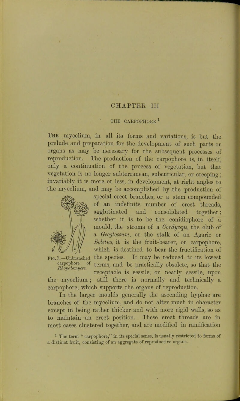 THE CARPOPgORE^ The mycelium, in all its forms and variations, is but the prelude and preparation for the development of such parts or organs as may be necessary for the subsequent processes of reproduction. The production of the carpophore is, in itself, only a continuation of the process of vegetation, but that vegetation is no longer subterranean, subcuticular, or creeping; invariably it is more or less, in development, at right angles to the mycelium, and may be accomplished by the production of special erect branches, or a stem compounded of an indefinite number of erect threads, agglutinated and consolidated together; whether it is to be the conidiophore of a mould, the stroma of a Cordyceps, the club of a Geoglossum, or the stalk of an Agaric or Boletus, it is the fruit-bearer, or carpophore, which is destined to bear the fructification of Fig. 7.—Uubranciied the species. It may be reduced to its lowest carpophore of terms, and be practically obsolete, so that the Rhopalomyces. . . *' ' receptacle is sessile, or nearly sessile, upon the mycelium; still there is normally and technically a carpophore, which supports the organs of reproduction. In the larger moulds generally the ascending hyphae are branches of the mycelium, and do not alter much in character except in being rather thicker and with more rigid walls, so as to maintain an erect position. These erect threads are in most cases clustered together, and are modified in ramification ^ The term  carpophore, in its special sense, is usually restricted to foiins of a distinct fruit, consisting of an aggregate of reproductive organs.