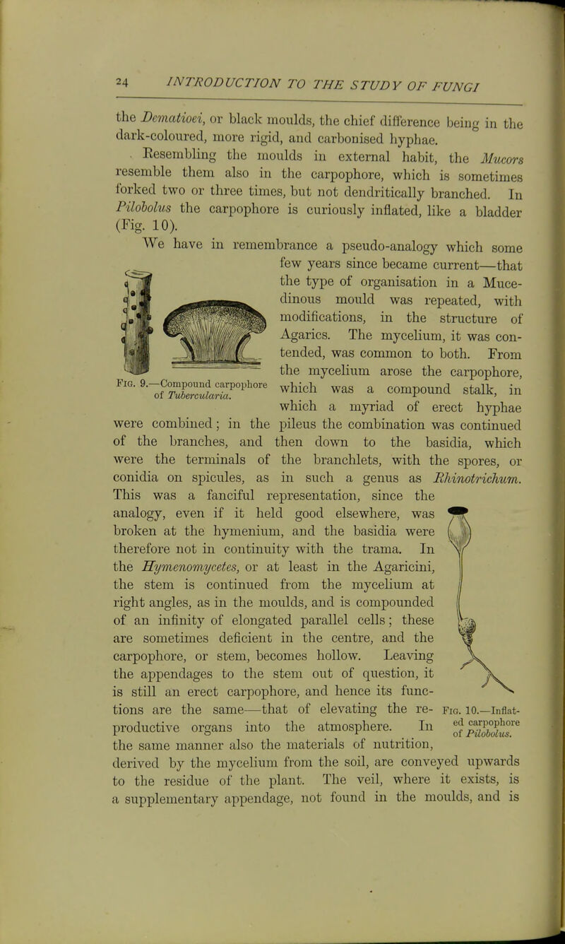 the Dematioei, or black moulds, the chief difference being in the dark-coloured, more rigid, and carbonised hyphae. . Eesembling the moulds in external habit, the Mucors resemble them also in the carpophore, which is sometimes forked two or three times, but not dendritically branched. In Piloholus the carpophore is curiously inflated, like a bladder (Fig. 10). We have in remembrance a pseudo-analogy which some few years since became current—that the type of organisation in a Muce- dinous mould was repeated, with modifications, in the structure of Agarics. The mycelium, it was con- tended, was common to both. From the mycelium arose the carpophore, '-^^Slrr^'' ^^i^l^ ^ compound stalk, in which a myriad of erect hyphae were combined; in the pileus the combination was continued of the branches, and then down to the basidia, which were the terminals of the branchlets, with the spores, or conidia on spicules, as in such a genus as E]iinotrichu7n. This was a fanciful representation, since the analogy, even if it held good elsewhere, was broken at the hymenium, and the basidia were therefore not in continuity with the trama. In the Hymenomycetes, or at least in the Agaricini, the stem is continued from the mycelium at right angles, as in the moulds, and is compounded of an infinity of elongated parallel cells; these are sometimes deficient in the centre, and the carpophore, or stem, becomes hollow. Leaving the appendages to the stem out of question, it is still an erect carpophore, and hence its func- tions are the same—that of elevating the re- fig. 10.—Inflat- productive organs into the atmosphere. In of SSlT^ the same manner also the materials of nutrition, derived by the mycelium from the soil, are conveyed upwards to the residue of the plant. The veil, where it exists, is a supplementary appendage, not found in the moulds, and is