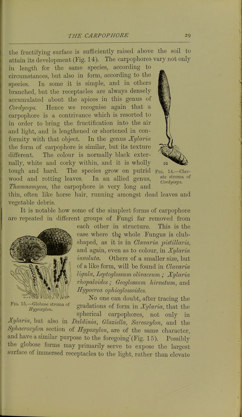 ate stroma of Cordyceps. the fructifying surface is sufficiently raised above the soil to attain its development (Fig. 14). The carpophores vary not only in length for the same species, according to circumstances, but also in form, according to the species. In some it is simple, and in others branched, but the receptacles are always densely accumulated about the apices in this genus of Cordyceps. Hence we recognise again that a carpophore is a contrivance which is resorted to in order to bring the fructification into the air and light, and is lengthened or shortened in con- formity with that object. In the genus Xylaria the form of carpophore is similar, but its texture different. The colour is normally black exter- nally, white and corky within, and it is wholly tough and hard. The species grow on putrid fig. 14.—Clav wood and rotting leaves. In an allied genus, Thamnomyces, the carpophore is very long and thin, often like horse hair, running amongst dead leaves and vegetable debris. It is notable how some of the simplest forms of carpophore are repeated in different groups of Tungi far removed from each other in structure. This is the case where th§ whole Fungus is club- shaped, as it is in Clavaria pistillaris, and again, even as to colour, in Xylaria involuta. Others of a smaller size, but of a like form, will be found in Clavaria ligula, Zeptoglossum olivaceum ; Xylaria rhopaloides; Geoglossum Mrsutum, and Hypocrea ophioglossoides. one can doubt, after tracing the gradations of form in Xylaria, that the spherical carpophores, not only in Xylaria, but also in Daldinia, Glaziella, Sarcoxylon, and the Sphaeroxylon section of Hypoxylon, are of the same character, and have a similar purpose to the foregoing* (Fig. 15). Possibly the globose forms may primarily serve to expose the largest surface of immersed receptacles to the light, rather than elevate Fig. 15.—Globose stroma of Hypoxylon.
