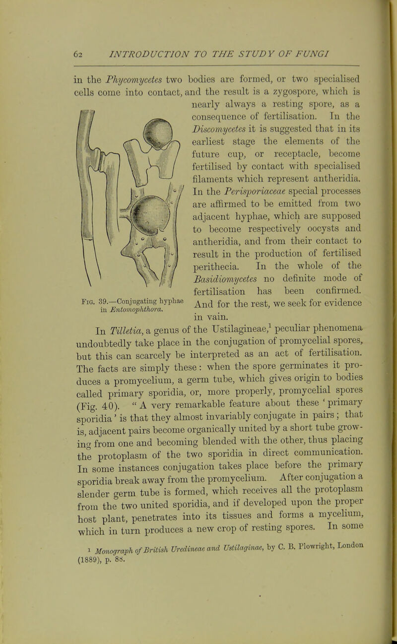 in the Phycomycetes two bodies are formed, or two specialised cells come into contact, and the result is a zygospore, which is nearly always a resting spore, as a consequence of fertilisation. In the Discomycetes it is suggested that in its earliest stage the elements of the future cup, or receptacle, become fertilised by contact with specialised filaments which represent antheridia. In the Perisporiaceae special processes are affirmed to be emitted from two adjacent hyphae, which are supposed to become respectively oocysts and antheridia, and from their contact to result in the production of fertilised perithecia. In the whole of the Basidiomycetes no definite mode of fertilisation has been confirmed. And for the rest, we seek for evidence Fig. 39.—Conjugating hyphae in Entomophthora. m vam. In Tilletia, a genus of the Ustilagineae,^ peculiar phenomena undoubtedly take place in the conjugation of promycelial spores, but this can scarcely be interpreted as an act of fertilisation. The facts are simply these: when the spore germinates it pro- duces a promycelium, a germ tube, which gives origin to bodies called primary sporidia, or, more properly, promycelial spores (Fig. 40). A very remarkable feature about these ' primary sporidia' is that they almost invariably conjugate in pairs ; that is, adjacent pairs become organically united by a short tube grow- ing from one and becoming blended with the other, thus placing the protoplasm of the two sporidia in direct communication. In some instances conjugation takes place before the primary sporidia break away from the promycelium. After conjugation a slender germ tube is formed, which receives aU the protoplasm from the two united sporidia, and if developed upon the proper host plant, penetrates into its tissues and forms a mycelmm, which in turn produces a new crop of resting spores. In some 1 Mmograph of British Uredvneae aTtd UstUaginae, by C. B. Plowright. London (1889), p. 86.