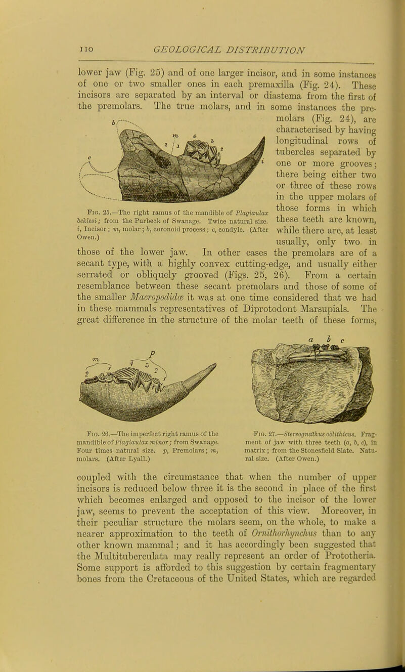 lower jaw (Fig. 25) and of one larger incisor, and in some instances of one or two smaller ones in each premaxilla (Fig. 24). These incisors are separated by an interval or diastema from the first of the premolars. The true molars, and in some instances the pre- 4,-..... molars (Fig. 24), are characterised by having longitudinal rows of tubercles separated by one or more grooves; there being either two or three of these rows in the upper molars of _ OK -m, -v.* 1-4.1 IT,, T>, ■ , those forms in which Fio. 25.—The right ramus of the mandible of Plagiaulax . r i leklesi; from the Purbeck of Swanage. Twice natural size, these teeth are knOATO, i, Incisor; 711, molar; b, coronoid process ; c, condyle. (After while there are, at Icast usually, only two in those of the lower jaw. In other cases the premolars are of a secant type, with a highly convex cutting-edge, and usually either serrated or obliquely grooved (Figs. 25, 26). From a certain resemblance between these secant premolars and those of some of the smaller Macropoclidce it was at one time considered that we had in these mammals representatives of Diprotodont Marsupials. The great difference in the structure of the molar teeth of these forms, Fio. 26.—The imperfect right ramus of the mandible of P;ag'iai(Zaa;7n.inor; from Swanage. Foui- times natural size, jj, Premolars; in, molars. (After Lyall.) Fig. 27.—Stereognathus oolithicua. Frag- ment of jaw with three teeth (a, ft, c), in matrix ; from the Stonesfield Slate. Natu- ral size. (After Owen.) coupled with the circumstance that when the number of upper incisors is reduced below three it is the second in place of the first which becomes enlarged and opposed to the incisor of the loAver jaw, seems to prevent the acceptation of this view. Moreover, in their peculiar structure the molars seem, on the whole, to make a nearer approximation to the teeth of Ornithorhynchus than to any other known mammal; and it has accordingly been suggested that the Multituberculata may really represent an order of Prototheria. Some support is afforded to this suggestion by certain fragmentiiry bones from the Cretaceous of the United States, Avhich are regarded