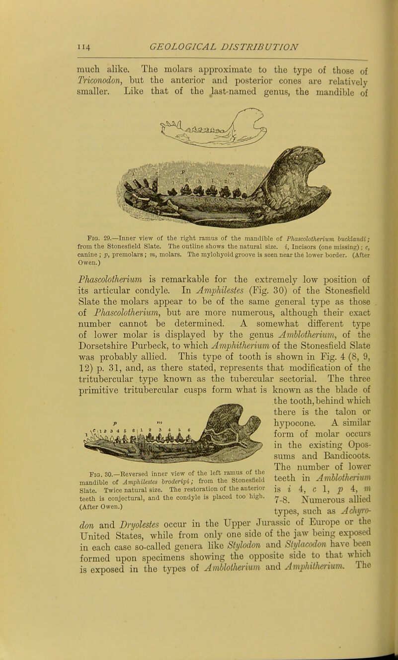 much alike. The molars approximate to the type of those of Triconodon, but the anterior and posterior cones are relatively smaller. Like that of the last-named genus, the mandible of Fio. 29.—Inner view of the right ramus of the mandible of PlmscoMhenum bucklandi; from the Stonesfleld Slate. The outline shows the natural size, i. Incisors (one missing); c, canine ; p, premolars ; m, molars. The mylohyoid gi'oove is seen near the lower border. (After Owen.) Phascolotherium is remarkable for the extremely low position of its articular condyle. In Amiohilestes (Fig. 30) of the Stonesfield Slate the molars appear to be of the same general type as those of Phascolotherium, but are more numerous, although their exact number cannot be determined. A somewhat diflferent type of lower molar is displayed by the genus AmUothermm, of the Dorsetshire Purbeck, to which Amphitherium of the Stonesfield Slate was probably allied. This type of tooth is shown in Fig. 4 (8, 9, 12) p. 31, and, as there stated, represents that modification of the tritubercular. type known as the tubercular sectorial. The three primitive tritubercular cusps form what is known as the blade of the tooth, behind which there is the talon or hypocone. A similar form of molar occurs in the existing Opos- sums and Bandicoots. The number of lower teeth in Amhlotherium is i A, c 1, p 4, in 7-8. Numerous allied types, such as Achjro- Fio. 30.—Reversed inner view of the left ramus of the mandible of Amphilestes Tjrodcripi; from the Stonesfield Slate. Twice natural size. The restoration of tlie anterior teeth is conjectural, and the condyle is placed too liigli. (After Owen.) don and Dryolestes occur in the Upper Jurassic of Europe or the United States, while from only one side of the jaw being exposed in each case so-called genera like Stylodon and Slylacodon have been formed upon specimens shoAving the opposite side to that which is exposed in the types of Amblotherium and AmphWierium. The