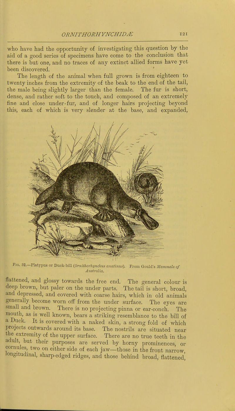 ■who have had the opportunity of investigating this question by the aid of a good series of specimens have come to the conclusion that there is but one, and no traces of any extinct allied forms have yet been discovered. The length of the animal when full grown is from eighteen to twenty inches from the extremity of the beak to the end of the tail, the male being slightly larger than the female. The fur is short, dense, and rather soft to the touch, and composed of an extremely fine and close under-fur, and of longer hairs projecting beyond this, each of which is very slender at the base, and expanded. Fio. 32.—Platypus or Duck-biU (OrnitharhynoUus anatinus). From Gould's Mammals of Atcstralia. flattened, and glossy towards the free end. The general colour is deep brown, but paler on the under parts. The tail is short, broad, and depressed, and covered with coarse hairs, which in old animals generally become worn off from the under surface. The eyes are small and brown. There is no projecting pinna or ear-conch. The mouth, as is well known, bears a striking resemblance to the bill of a Duck. It is covered with a naked skin, a strong fold of which projects outwards around its base. The nostrils are situated near the extremity of the upper surface. There are no true teeth in the adult but their purposes are served by horny prominences, or cornules, two on either side of each jaw—those in the front narrow longitudinal, sharp-edged ridges, and those behind broad, flattened'