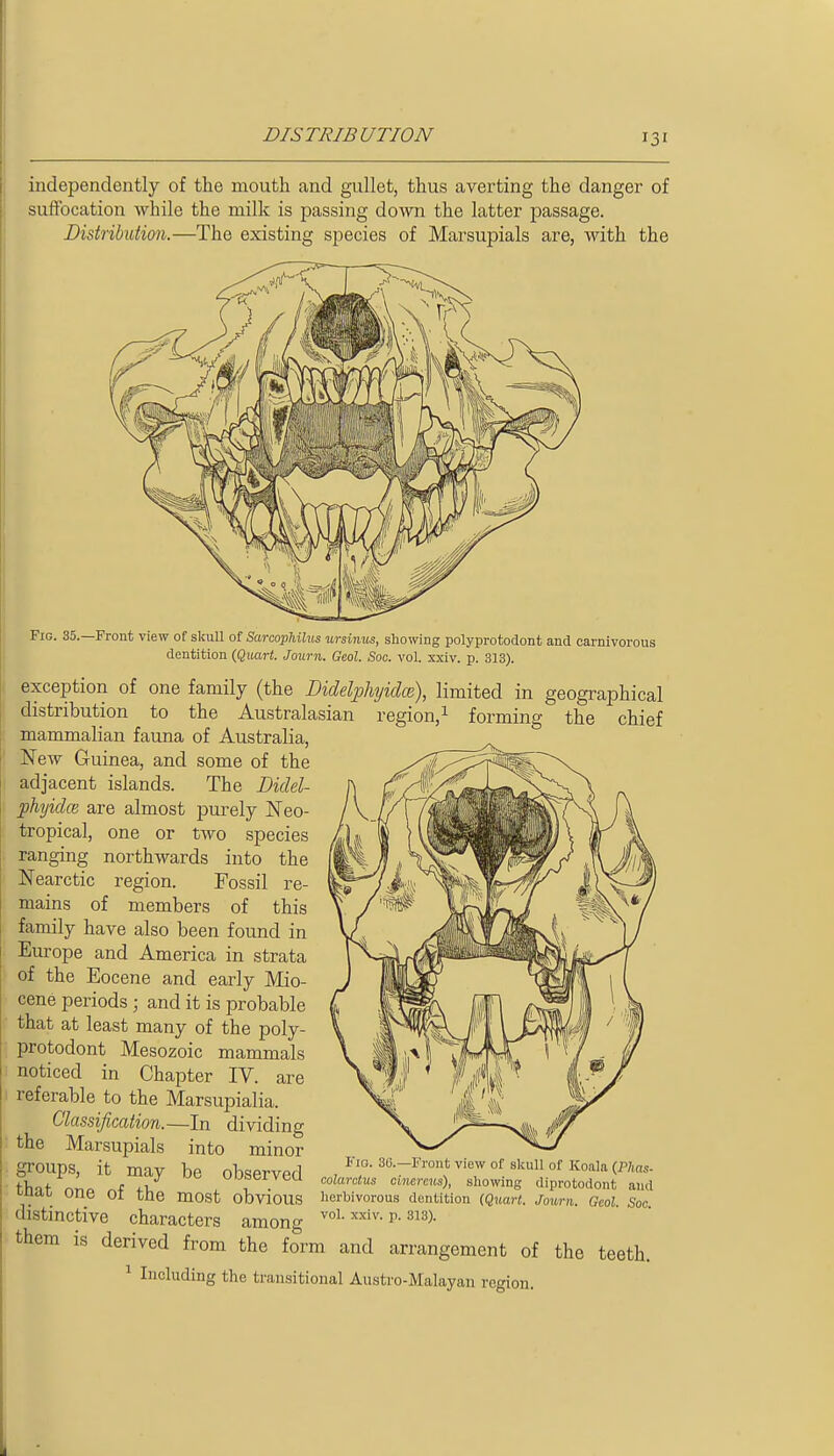 DISTRIBUTION independently of the mouth and gullet, thus averting the danger of suffocation while the milk is passing down the latter passage. JDistribution.—The existing species of Marsupials are, with the Fig. 35.—Front view of skuU of Sarcophibts ursinus, showing polyprotodont and carnivorous dentition (Qxuirt. Journ. Geol. Soc. vol. xxiv. p. 313). exception of one family (the Didelphyidce), limited in geographical region, 1 forming the chief distribution to the Australasian mammalian fauna of Australia, New Guinea, and some of the adjacent islands. The Didel- phyidce are almost purely Neo- tropical, one or two species ranging northwards into the Nearctic region. Fossil re- mains of members of this family have also been found in Europe and America in strata of the Eocene and early Mio- cene periods; and it is probable that at least many of the poly- protodont Mesozoic mammals noticed in Chapter IV. are referable to the Marsupialia. Classification.—In dividing the Marsupials into minor groups, it mav be nbc^Prvprl 3«--l''iot view of slcull of Koala (P/ms- thnt nno r.f^ Observed .olarctus oincrcus), showing diprotodont and oudi/ one 01 tne most obvious herbivorous dentition (Qxiart. Jmrni. Geol. Soc distinctive characters among ^oi-^'^i^'-r-3i3). them is derived from the form and arrangement of the teeth. 1 Including the transitional Austro-Malayan region.