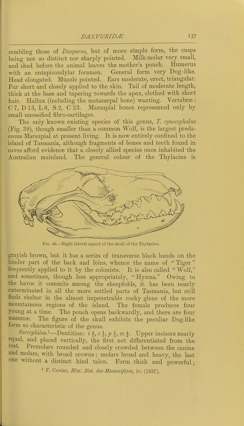 sembling those of Dasywrus, but of more simple form, the cusps being not so distinct nor sharply pointed. Milk-molar very small, and shed before the animal leaves the mother's pouch. Humerus with an entepicondylar foramen. General form very Dog-like. f Head elongated. Muzzle pointed. Ears moderate, erect, triangular. j Fur short and closely applied to the skin. Tail of moderate length, i thick at the base and tapering towards the apex, clothed with short hair. Hallux (including the metacarpal bone) wanting. Vertebrae : C7, D13, L6, S 2, C 23. Marsupial bones represented only by small unossified fibro-cartilages. The only known existing species of this genus, T. cynocephalus (Fig. 39), though smaller than a common Wolf, is the largest preda- 1 ceous Marsupial at present living. It is now entirely confined to the island of Tasmania, although fragments of bones and teeth found in caves afford evidence that a closely allied species once inhabited the Australian mainland. The general colour of the Thylacine is Fia. 40.—Right lateral aspect of the skull of the Thylacine. grayish brown, but it has a series of transverse black bands on the hinder part of the back and loins, whence the name of  Tiger frequently applied to it by the colonists. It is also called  Wolf, and sometimes, though less appropriately, Hysena. Owing to the havoc it commits among the sheepfolds, it has been nearly exterminated in all the more settled parts of Tasmania, but still finds shelter in the almost impenetrable rocky glens of the more mountainous regions of the island. The female produces four young at a time. The pouch opens backwardly, and there are four mammse. The figure of the skull exhibits the peculiar Dog-like form so characteristic of the genus. Sarcophilus}—Dentition: i%,c\,p^,m f. Upper incisors nearly equal, and placed vertically, the first not differentiated from the rest. Premolars rounded and closely crowded between the canine and molars, with broad crowns; molars broad and heavy, the last one without a distinct hind talon. Form thick and powerful; ^ F. Cuvier, EisL Nat. des Mammifires, iv. (1837).