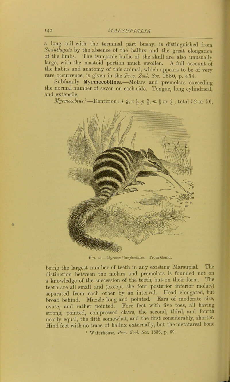 a long tail with the terminal part bushy, is distinguished from Sminthopsis by the absence of the hallux and the great elongation of the limbs. The tympanic bullae of the skull are also unusually large, with the mastoid portion much swollen. A full account of the habits and anatomy of this animal, which appears to be of very rare occurrence, is given in the Froc. Zool. Soc. 1880, p. 454. Subfamily Myrmeeobiinse.—Molars and premolars exceeding the normal number of seven on each side. Tongue, long cylindrical, and extensile. MyrmecoUus?-—Dentition : i c i ^ f, m f or f; total 62 or 56, Fig. 41.—Myrmecobius fascialus. From Gould. being the largest number of teeth in any existing Marsupial. The distinction between the molars and premolars is founded not on a knowledge of the succession of the teeth, but on their form. The teeth are all small and (except the four posterior inferior molars) separated from each other by an interval. Head elongated, but broad behind. Muzzle long and pointed. Ears of moderate size, ovate, and rather pointed. Fore feet with five toes, all having strong, pointed, compressed claws, the second, third, and fourth nearly equal, the fifth somewliat, and the first considerably, shorter. Hind feet with no trace of hallux externally, but the metatarsal bone 1 Waterliouse, Froc. Zool. Soc. 1836, p. 69.