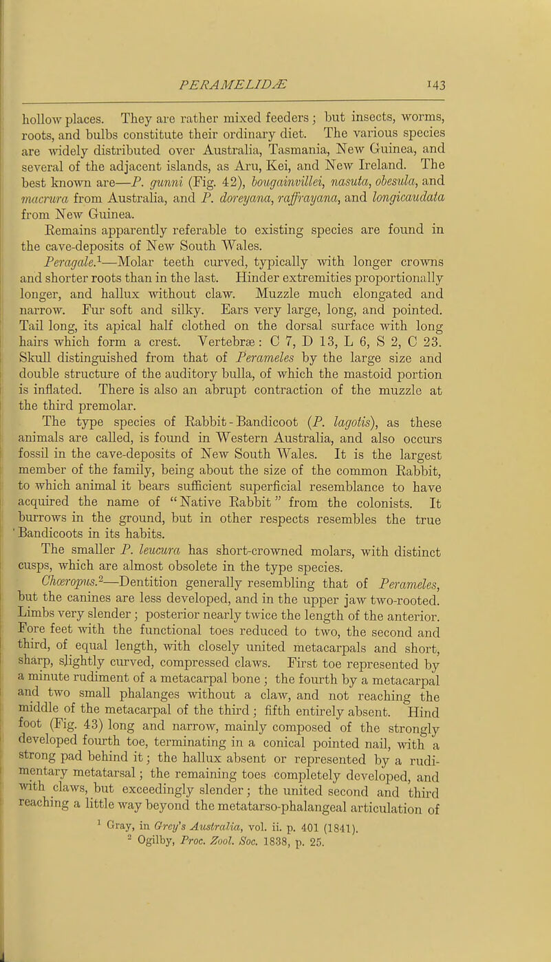 hollow places. They are rather mixed feeders; but insects, worms, roots, and bulbs constitute their ordinary diet. The various species ' are vndely distributed over Australia, Tasmania, New Guinea, and several of the adjacent islands, as Aru, Kei, and New Ireland. The I best known are—P. gunni (Fig. 42), boiigamvillei, nasuta, obesula, and r macnura from Australia, and P. dm-eyana, raffrayana, and longicaudata from New Guinea. |j Eemains apparently referable to existing species are found in ! the cave-deposits of New South Wales. Peragale}—Molar teeth curved, typically with longer crowns \ and shorter roots than in the last. Hinder extremities proportionally j longer, and hallux without claw. Muzzle much elongated and I narrow. Fur soft and silky. Ears very large, long, and pointed. Tail long, its apical half clothed on the dorsal surface with long hairs which form a crest. Vertebrae: C 7, D 13, L 6, S 2, 0 23. i Skull distinguished from that of Perameles by the large size and double structure of the auditory bulla, of which the mastoid portion is inflated. There is also an abrupt contraction of the muzzle at the third premolar. The type species of Eabbit - Bandicoot (P. lagotis), as these animals are called, is found in Western Australia, and also occurs fossil in the cave-deposits of New South Wales. It is the largest member of the family, being about the size of the common Eabbit, |! to which animal it bears sufficient superficial resemblance to have acquired the name of  Native Eabbit from the colonists. It burrows in the ground, but in other respects resembles the true Bandicoots in its habits. The smaller P. leucura has short-crowned molars, with distinct cusps, which are almost obsolete in the type species. Chc&ropis.'^—Dentition generally resembling that of Perameles, I but the canines are less developed, and in the upper jaw two-rooted. Limbs very slender; posterior nearly twice the length of the anterior. Fore feet ^vith the functional toes reduced to two, the second and I third, of equal length, with closely united metacarpals and short, 1 sharp, slightly curved, compressed claws. First toe represented by a minute rudiment of a metacarpal bone ; the fourth by a metacarpal and two small phalanges without a claw, and not reaching the middle of the metacarpal of the third ; fifth entirely absent. Hind foot (Fig. 43) long and narrow, mainly composed of the strongly developed fourth toe, terminating in a conical pointed nail, with a strong pad behind it; the hallux absent or represented by a rudi- mentary metatarsal; the remaining toes completely developed, and mth claws, but exceedingly slender; the united second and third reaching a little way beyond the metatarso-phalangeal articulation of 1 Gray, in Orei/s Australia, vol. ii. p. 401 (1841). = Ogilby, Proc. Zool. Soc. 1838, p. 25. I