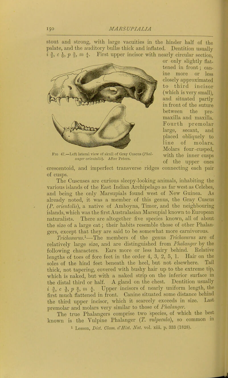 stout and strong, with large vacuities in the hinder half of the palate, and the auditory bullae thick and inflated. Dentition usually ^ f) c -D-) -\- First upper incisor -with nearly circular section, crescentoid, and imperfect transverse ridges connecting each pair of cusps. The Cuscuses are curious sleepy-looking animals, inhabiting the various islands of the East Indian Archipelago as far west as Celebes, and being the only Marsupials found west of New Guinea. As already noted, it Avas a member of this genus, the Gray Cuscus (P. orientalis), a native of Amboyna, Timor, and the neighbom-uig islands, which was the first Australasian Marsupial knomr to European naturalists. There are altogether five species known, all of about the size of a large cat; their habits resemble those of other Phalan- gers, except that they are said to be somewhat more carnivorous. Trichosurus}—The members of the genus Trichosurics are of relatively large size, and are distinguished from Phalcmger by the following characters. Ears more or less hairy behind. Eelative lengths of toes of fore feet in the order 4, 3, 2, 5, 1. Haii' on the soles of the hind feet beneath the heel, but not elsewhere. Tail thick, not tapering, covered Anth bushy hair up to the extreme tip, which is naked, but Avith a naked strip on the inferior surface in the distal third or half. A gland on the chest. Dentition usually i c I, m Upper incisors of nearly luiiform length, the first much flattened in front. Canine situated some distance behind the third upper incisor, Avhich it scarcely exceeds in size. Last premolar and molars very similar to those of Phalanger. The true Phalangers comprise two species, of which the best known is the Vulpine Phalanger {T. vulpecnla), so common in 1 Lesson, Did. Class. d'Hist. Nat. vol. xiii. \\ 333 (1S2S). Fig 47.—Left lateral view of skull of Gray Cuscus {Phal- anger orientalis). After Peters. / or only slightly flat- tened in front; can- ine more or less closely approximated to third incisor (which is very small), and situated partly in front of the suture between the pre- maxilla and maxilla. Fourth premolar large, secant, and placed obliquely to line of molars. Molars foiu'-cusped, Avith the inner cusps of the upper ones