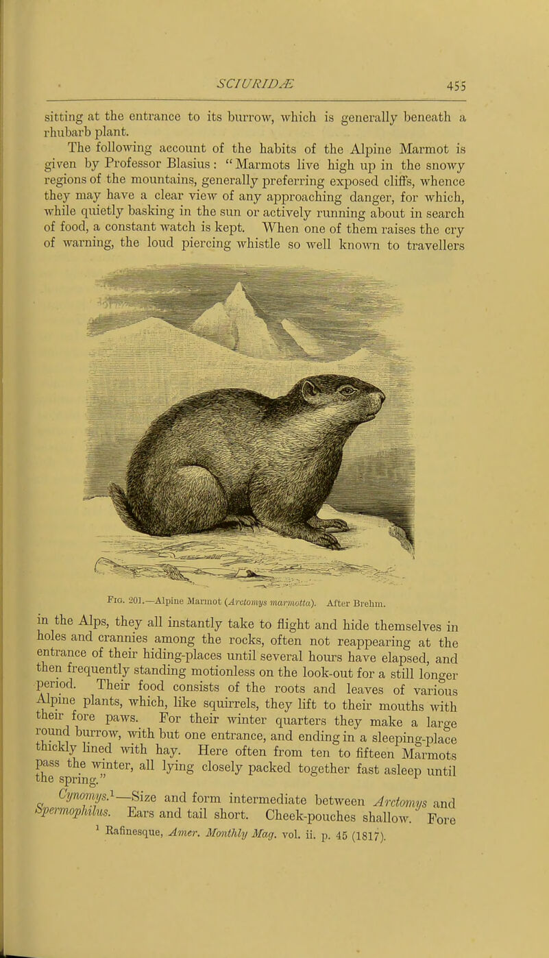 sitting at the entrance to its burrow, which is generally beneath a rhubarb plant. The following account of the habits of the Alpine Marmot is given by Professor Blasius: Marmots live high up in the snowy regions of the mountains, generally preferring exposed cliffs, whence they may have a clear view of any ajDproaching danger, for which, while quietly basking in the sun or actively running about in search of food, a constant watch is kept. When one of them raises the cry of warning, the loud piercing whistle so well knoAra to travellers Fia. 201.—Alpine Marmot {Arctomys marmotta). Al'ter Brehm. in the Alps, they all instantly take to flight and hide themselves in holes and crannies among the rocks, often not reappearing at the entrance of their hiding-places until several hours have elapsed, and then frequently standing motionless on the look-out for a still longer period. Their food consists of the roots and leaves of various Alpine plants, which, like squirrels, they lift to theii' mouths with their fore paws. For their winter quarters they make a large round burrow, with but one entrance, and ending in a sleeping-place thickly lined with hay. Here often from ten to fifteen Marmots pass the winter, all lying closely packed together fast asleep until the spring. ^ Cynomys.^~8ize and form intermediate between Ardomvs and i^permophlus. Ears and tail short. Cheek-pouches shallow. Fore ^ Rafinesque, Avier. Monthly Mag. vol. ii. p. 45 (1817).