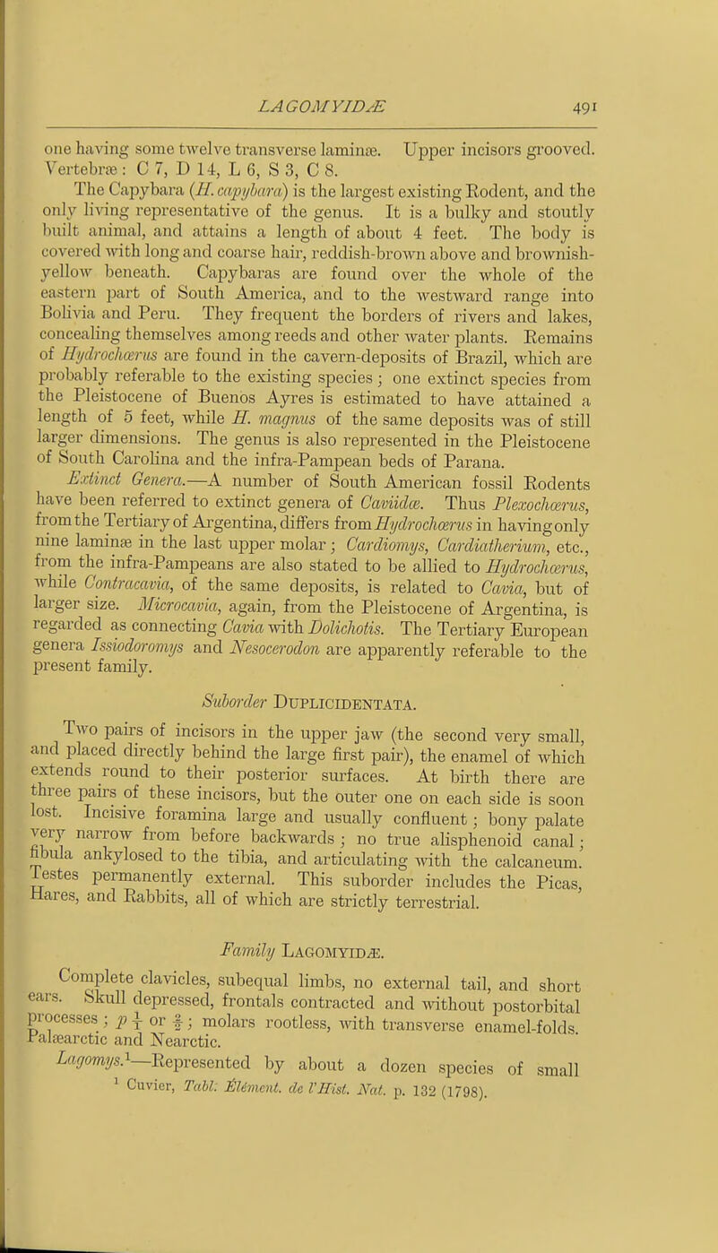 one having some twelve transverse laminas. Upper incisors gi'ooved. Vertebrc^ : C 7, D 14, L 6, S 3, C 8. The Capybara {H. capijhara) is the largest existing Rodent, and the only living representative of the genus. It is a bulky and stoutly built animal, and attains a length of about 4 feet. The body is covered Avith long and coarse hair, reddish-brown above and bi-ownish- yellow beneath. Capybaras are found over the whole of the eastern part of South America, and to the westward range into Bolivia and Peru. They frequent the borders of rivers and lakes, concealing themselves among reeds and other water plants. Eemains of Hydrochcerus are found in the cavern-deposits of Brazil, which are probably referable to the existing species; one extinct species from the Pleistocene of Buenos Ayres is estimated to have attained a length of 5 feet, while H. magnus of the same deposits was of still larger dimensions. The genus is also represented in the Pleistocene of South Carolina and the infra-Pampean beds of Parana. Exiinct Genera.—A number of South American fossil Eodents have been referred to extinct genera of Caviiclce. Thus Plexochcerus, from the Tertiary of Ai^gentina, differs irom Hydrochcerus in having only nine laminae in the last upper molar; Cardiomys, Cardiatheriwm, etc., from the infra-Pampeans are also stated to be allied to Hydrochcerus, while Contracavia, of the same deposits, is related to Cavia, but of larger size. Microcavia, again, from the Pleistocene of Argentina, is regarded as connecting Cavia with Dolichotis. The Tertiary European genera Issiodoromys and Nesocerodon are apparently referable to the present family. Suborder Duplicidentata. Two pairs of incisors in the upper jaw (the second very small, and placed directly behind the large first pair), the enamel of which extends round to their posterior surfaces. At birth there are three pairs of these incisors, but the outer one on each side is soon lost. Incisive foramina large and usually confluent; bony palate very narrow from before backwards ; no true alisphenoid canal; hbula ankylosed to the tibia, and articulating ^vith the calcaneum. lestes permanently external. This suborder includes the Picas, Mares, and Rabbits, all of which are strictly terrestrial. Family LagomyiD/E. Complete clavicles, subequal limbs, no external tail, and short ears. Skull depressed, frontals contracted and wthout postorbital processes ; j;' i or f; molars rootless, with transverse enamel-folds ralsearctic and Nearctic. Lagomys.^—Represented by about a dozen species of small 1 Cuvier, Tabl: £UmcnL dc VHist. Nat. p. 132 (1/98).