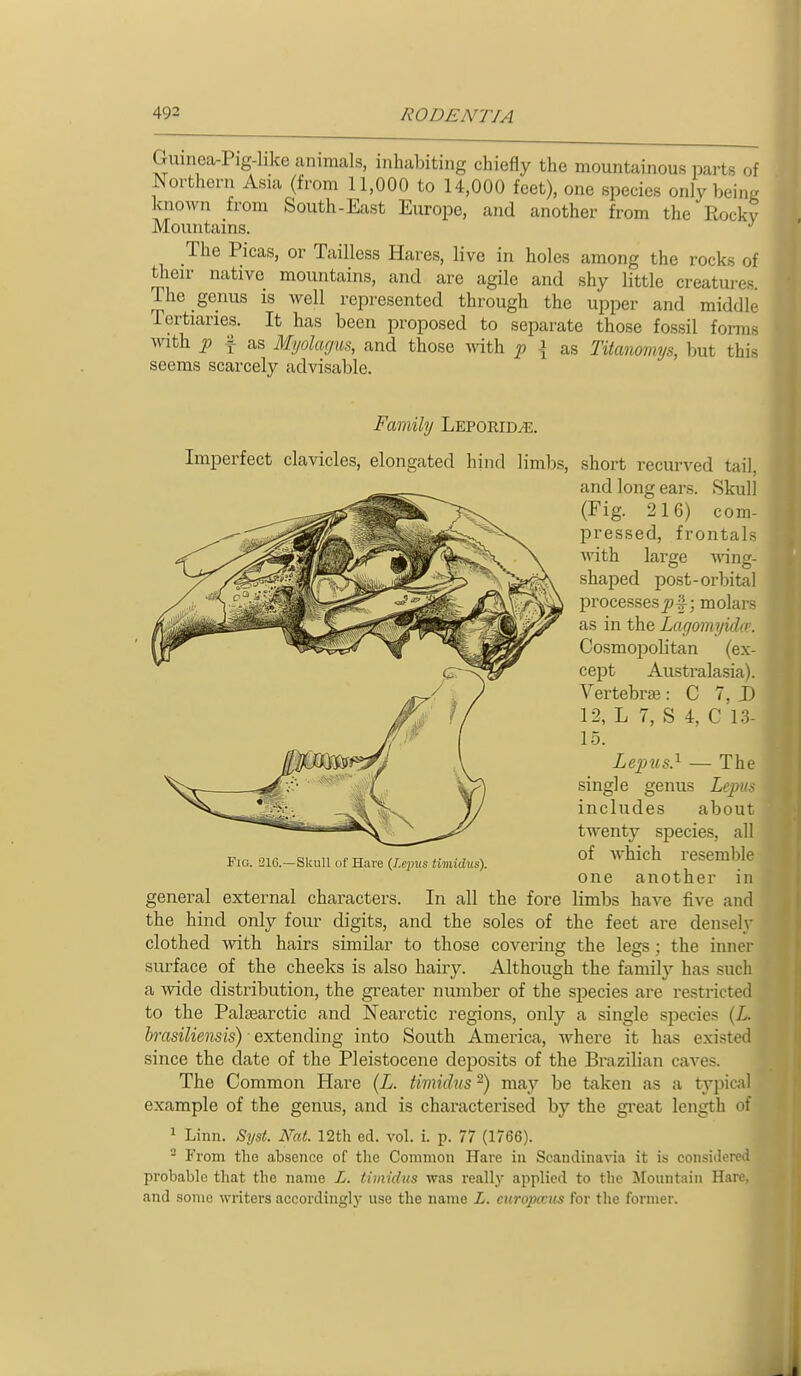 Guinea-Pig-like animals, inhabiting chiefly the mountainous parts of Northern Asia (from 11,000 to 14,000 feet), one species only beintr known from South-East Eiu-ope, and another from the Rocky Mountains. ^ The Picas, or Tailless Hares, live in holes among the rocks of their native mountains, and are agile and shy little creatures. The genus is well represented through the upper and middle Tertiaries. It has been proposed to separate those fossil forms with ^ f as Myolagus, and those with p \ as Titanomys, but this seems scarcely advisable. Family Leporid/e. Imperfect clavicles, elongated hind limbs, short recurved tail, and long ears. Skull (Fig. 216) com- pressed, frontals Anth large fling- shaped post-orbital processes^!; molars as in the Lagomyidce. Cosmopolitan (ex- cept Australasia). Vertebrjs: C 7, D 12, L 7, S 4, C 13- 15. Lepus} — The single genus Lepus includes about twenty sjiecies, all of Avhich resemble one another in general external characters. In all the fore limbs have five and the hind only four digits, and the soles of the feet are densely clothed with hairs similar to those covering the legs; the inner surface of the cheeks is also hairy. Although the family has such a wide distribution, the gi-eater number of the species are restricted to the Palsearctic and Nearctic regions, only a single species {L. hrasiliensis) extending into South America, where it has existed since the date of the Pleistocene deposits of the Brazilian caves. The Common Hare (L. timidus -) may be taken as a typical example of the genus, and is characterised by the gi'eat length of - From the absence of the Common Hare in Scandinavia it is considere probable that the name L. timidus was really applied to tlio J[ountain Hare, and some writers accordingly use the name L. europccus for tlie former. Fig. 210.—Skull of Hare {Lepus timidus).