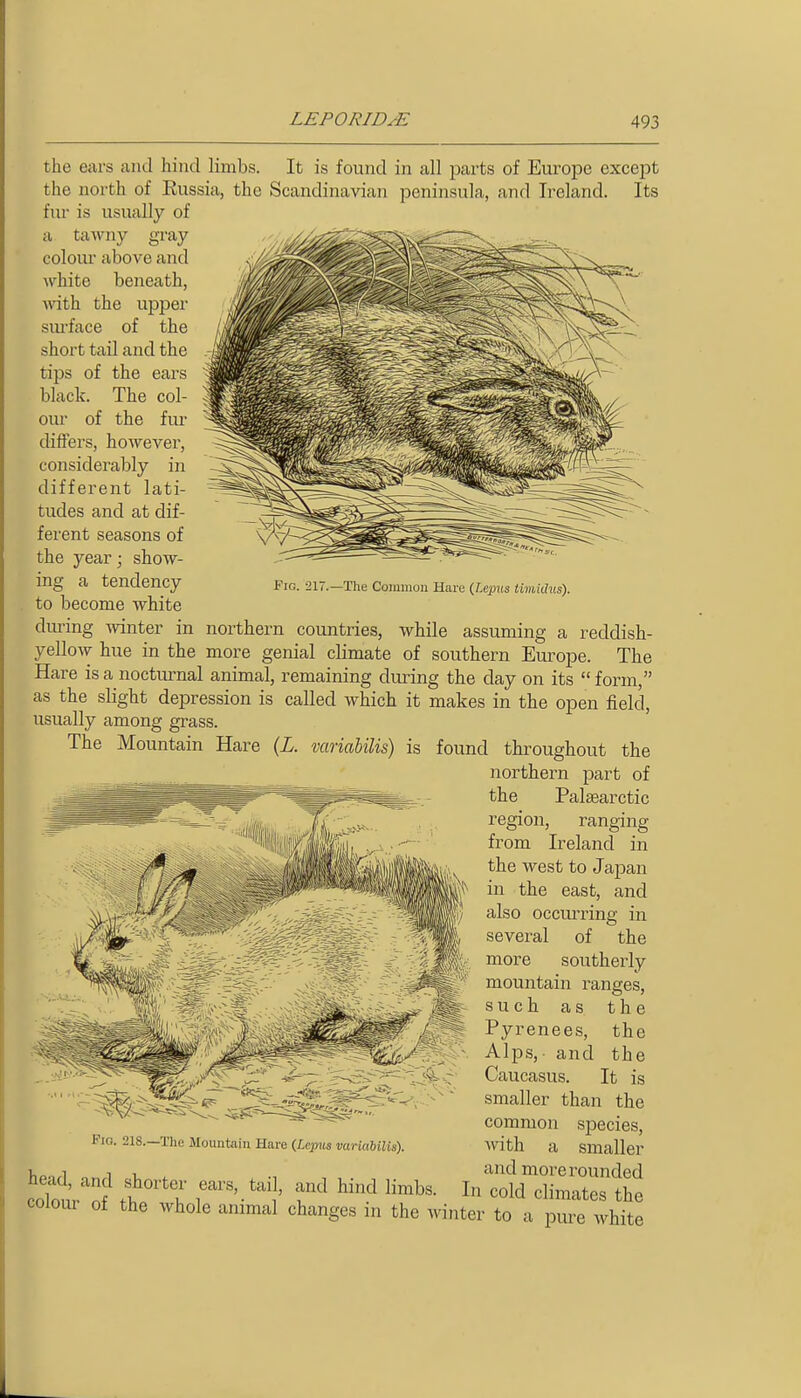 Fig. 217.—The Common Hare (J^pus iimithts). the ears and hind limbs. It is found in all parts of Europe except the north of Eussia, the Scandinavian peninsula, and Ireland. Its fur is usually of a tawny gray coloiu' above and white beneath, Avith the upper siu'face of the short tail and the tips of the ears black. The col- oiu' of the fiu' differs, however, considerably in different lati- tudes and at dif- ferent seasons of the year; show- ing a tendency to become white during winter in northern countries, while assuming a reddish- yellow hue in the more genial climate of southern Eui'ope. The Hare is a nocturnal animal, remaining during the day on its  form, as the slight depression is called which it makes in the open field, usually among grass. The Mountain Hare (L. variabilis) is found throughout the northern part of the Palaearctic region, ranging from Ireland in the west to Japan in the east, and also occurring in several of the more southerly mountain ranges, such as the Pyrenees, the \ Alps, and the Caucasus. It is smaller than the common species, with a smaller and more rounded In cold climates the Pio. 21S.—The Mountain Hare (Lepus variabilis). colom of the whole animal changes in the winter to a pure white