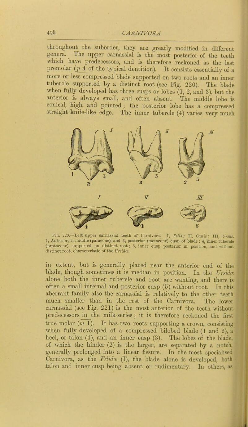 throughout the suboi'der, they are gi-eatly modified in different genera. The upper carnassial is the most posterior of the teeth which have predecessors, and is therefore reckoned as the last premolar (^of the typical dentition). It consists essentially of a more or less comiDressed blade supported on two roots and an inner tubercle sujDported by a distinct root (see Fig, 220). The blade when fully developed has three cusps or lobes (1, 2, and 3), but the anterior is always small, and often absent. The middle lobe is conical, high, and pointed; the posterior lobe has a compressed straight knife-like edge. The inner tubercle (4) varies very much Fio. 220.—Left upper carnassial teetli of Carnivora. I, ¥dis; II, Canis; 111, Ursus. 1, Anterior, 2, middle (paracone), and 3, posterior (inetacone) cusp of blade; 4, inner tubercle <protocone) supported on distinct root; 5, inner cusp posterior in position, and without distinct root, characteristic of the Ursidce. in extent, but is generally placed near the anterior end of the blade, though sometimes it is median in position. In the Ursidw alone both the inner tubercle and root are wanting, and there is often a small internal and posterior cusp (5) Avithout root. In this aberrant family also the carnassial is relatively to the other teeth much smaller than in the rest of the Carnivora. The lower carnassial (see Fig. 221) is the most anterior of the teeth mthout predecessors in the milk-series; it is therefore reckoned the first true molar (m 1). It has two roots supporting a cromi, consisting when fully developed of a compressed bilobed blade (1 and 2), a heel, or talon (4), and an inner cusp (3). The lobes of the blade, of which the hinder (2) is the larger, are separated by a notch, generally prolonged into a linear fissure. In the most specialised Carnivora, as the Felidte (I), the blade alone is develojjcd, both talon and inner cusp being absent or rudimentary. In others, as