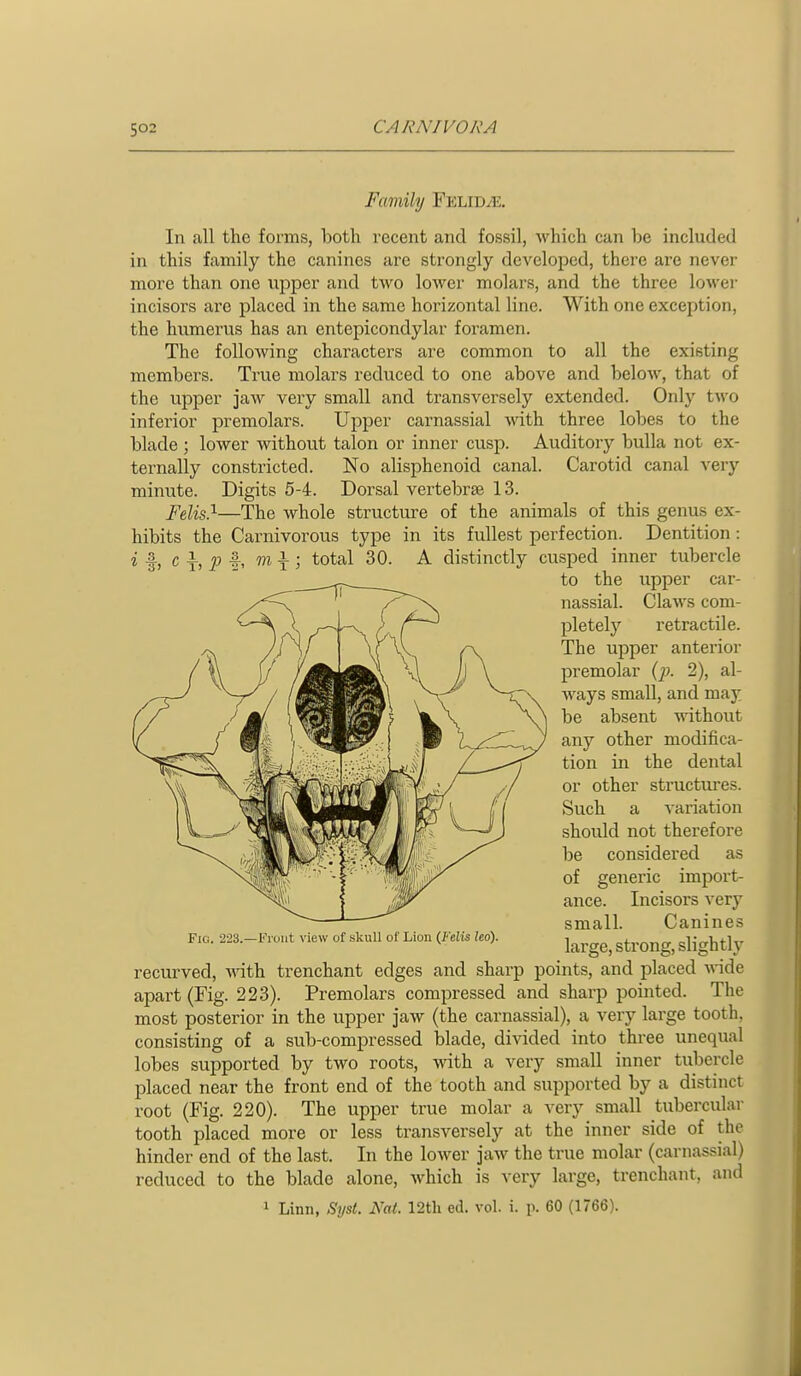 Family Felid^. In all the forms, both recent and fossil, Avhich can be included in this fantiily the canines are strongly developed, there are never more than one upper and two lower molars, and the three lowei- incisors are placed in the same horizontal line. With one exception, the humerus has an entepicondylar foramen. The following characters are common to all the existing members. True molars reduced to one above and below, that of the upper jaw very small and transversely extended. Only two inferior premolars. Upper carnassial Avith three lobes to the blade ; lower without talon or inner cusp. Auditory bulla not ex- ternally constricted. No alisphenoid canal. Carotid canal very minute. Digits 5-4. Dorsal vertebrae 13. Felis}—The whole structure of the animals of this genus ex- hibits the Carnivorous type in its fullest perfection. Dentition: ■i I, c i, 2^ |, m\; total 30. A distinctly cusped inner tubercle to the upper car- nassial. Claws com- pletely retractile. The upper anterior premolar (p. 2), al- ways small, and may be absent without any other modifica- tion in the dental or other structui'es. Such a variation should not therefore be considered as of generic import- ance. Incisors very small. Canines large, strong, slightly recurved, ^Wth trenchant edges and sharp points, and placed wide apart (Fig. 223). Premolars compressed and sharp pointed. The most posterior in the upper jaw (the carnassial), a very large tooth, consisting of a sub-compressed blade, divided into three unequal lobes supported by two roots, wdth a very small inner tubercle placed near the front end of the tooth and supported by a distinct root (Fig. 220). The upper true molar a very small tubercular tooth placed more or less transversely at the inner side of the hinder end of the last. In the lower jaw the true molar (carnassial) reduced to the blade alone, which is very large, trenchant, and 1 Linn, Syst. Nat. 12tli ed. vol. i. p. 60 (1766). Fig. 223.—Front view of skull of Lion {Felis leo).