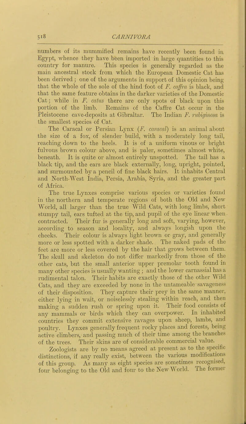 numbers of its mummified remains have recently Leen found in Egypt, whence they have been imported in large quantities to this country for manure. This species is generally regarded as the main ancestral stock from which the European Domestic Cat ha.s been derived ; one of the arguments in support of this opinion Ijeing that the whole of the sole of the hind foot of cuffm is black, and that the same feature obtains in the darker varieties of the Domestic Cat; while in F. catns there are only spots of black upon this portion of the limb. Ecmains of the Caft're Cat occur in the Pleistocene cave-deposits at Gibraltar. The Indian F. rubigimsa is the smallest species of Cat. The Caracal or Persian Lynx (F. caracal) is an aiiimal aljout the size of a fox, of slender build, with a moderately long tail, reaching down to the heels. It is of a uniform vinous or bright fulvous brown colour above, and is paler, sometimes almost white, beneath. It is quite or almost entirely unspotted. The tail has a black tip, and the ears are black externally, long, upright, pointed, and surmounted by a pencil of fine black hairs. It inhabits Central and North-West India, Persia, Arabia, Syria, and the greater part of Africa. The true Lynxes comprise various species or varieties found in the northern and temperate regions of both the Old and New World, all larger than the true Wild Cats, Avith long limbs, short stumpy tail, ears tufted at the tip, and pupil of the eye linear when contracted. Their fur is generally long and soft, varying, however, according to season and locality, and always longish upon the cheeks. Their colour is always light brown or gray, and generally more or less spotted with a darker shade. The naked pads of the feet are more or less covered by the hair that gi'ows between them. The skull and skeleton do not differ markedly from those of the other cats, but the small anterior upper premolar tooth found in many other sj)ecies is usually wanting ; and the lower carnassial has a rudimental talon. Their habits are exactly those of the other Wild Cats, and they are exceeded by none in the untameable savageness of their disposition. They capture their prey in the same manner, either lying in wait, or noiselessly stealing mthin reach, and then making a sudden rush or spring upon it. Their food consists of any mammals or birds Avhich they can overpower. In inhabited countries they commit extensive ravages upon sheep, lambs, and poultry. Lynxes generally frequent rocky places and forests, being active climbers, and passing much of their time among the branches of the trees. Their skins are of considerable commercial value. Zoologists are by no means agi-eed at present as to the specific distinctions, if any really exist, between the various modifications of this group. As many as eight species are sometimes recognised, four belonging to the Old and four to the New World. The former