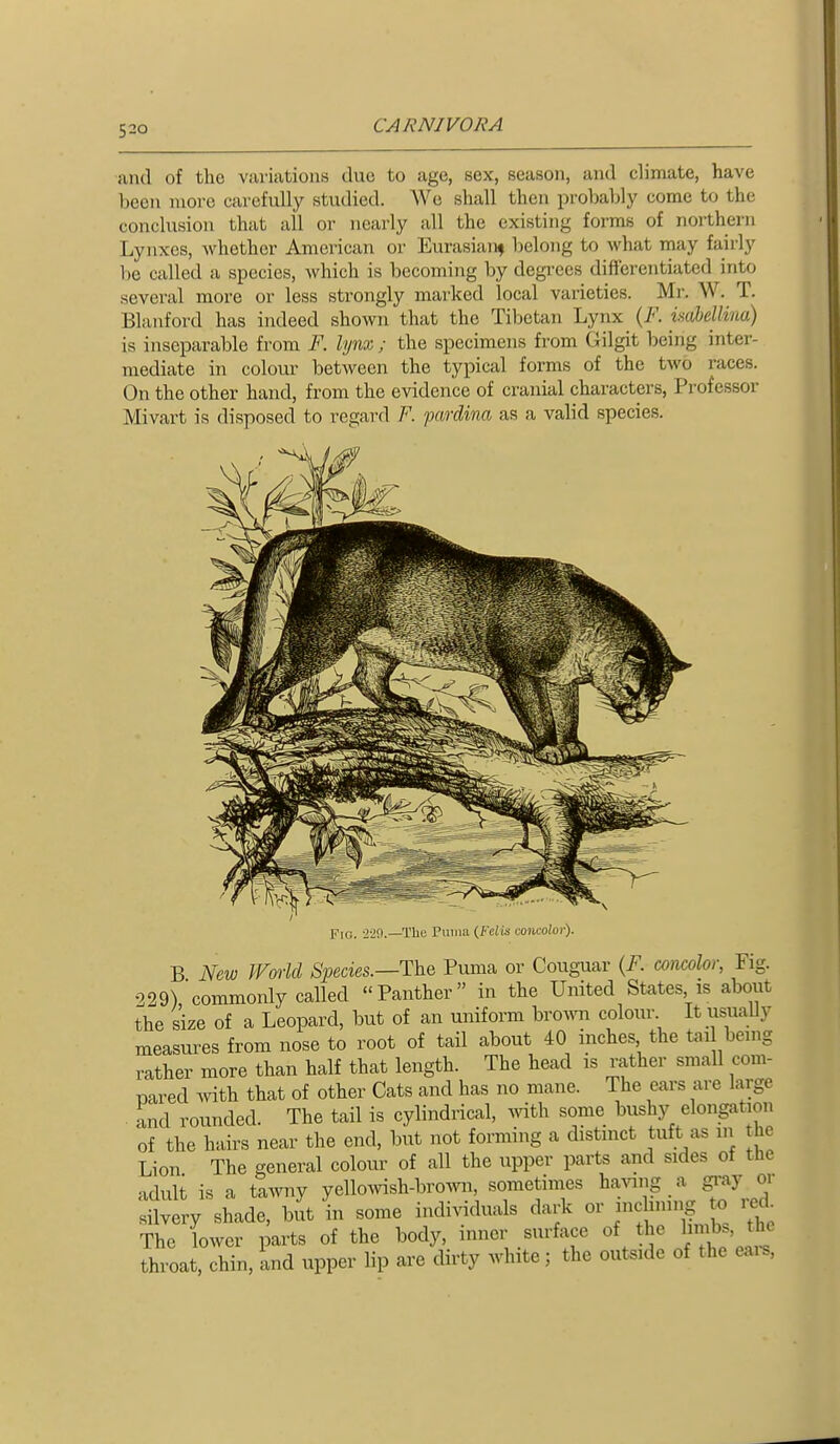 and of the variations due to age, sex, season, and climate, have been more carefully studied. We shall then probably come to the conclusion that all or nearly all the existing forms of northern Lynxes, whether American or Eurasiaiif belong to what may fairly be called a species, which is becoming by degrees differentiated into several more or less strongly marked local varieties. Mr. W. T. Blanford has indeed shown that the Tibetan Lynx {¥. isabellina) is inseparable from F. lynx ; the specimens from Gilgit being inter- mediate in colour between the typical forms of the two races. On the other hand, from the evidence of cranial characters, Professor Mivart is disposed to regard F. pardina as a valid species. Fig. 2-29.—The Puiiiii {FdU conmlor). B New World Species.—T\iq Puma or Couguar {F. concolor, Fig. 229) commonly called Panther in the United States is about the size of a Leopard, but of an uniform brown colour It usuaUy measures from nose to root of tail about 40 inches the tad being rather more than half that length. The head is rather small com- pared mth that of other Cats and has no mane. The ears are large and rounded. The tail is cylindrical, ^^dth some bushy elongation of the hairs near the end, but not forming a distmct tuft as in he Lion The general colour of all the upper parts and sides of the adult is a tawny yelloivish-brown, sometimes having a gray oi silvery shade, but in some individuals dark or inclining to red^ The lower parts of the body, inner surface of the limbs, the throat, chin, and upper lip are dirty white; the outside of the eais,