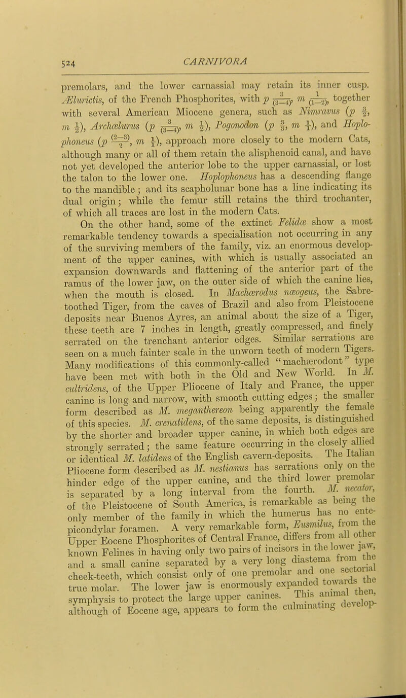 premolars, and the lower carnassial may retain its inner cusp. Ailmidk, of the French Phosphorites, with m ^-^z^^ together with several American Miocene genera, such as Ninirams (p f, III Archcelurus (p in Pogonodon (j> ^, m \), and Eoplo- phoneus (p m \), approach more closely to the modern Cats, although many or all of them retain the alisphenoid canal, and have not yet developed the anterior lobe to the upper carnassial, or lost the talon to the lower one. Hoplophoneus has a descending flange to the mandible ; and its scaj)holunar bone has a line indicating its dual origin; while the femur still retains the third trochanter, of which all traces are lost in the modern Cats. On the other hand, some of the extinct Felidce show a most remarkable tendency towards a specialisation not occurring in any of the sui'viving members of the family, viz. an enormous develop- ment of the upper canines, with which is usually associated an expansion downwards and flattening of the anterior part_ of the ramus of the lower jaw, on the outer side of Avhich the camne lies, when the mouth is closed. In Machcerodus iiceogeus, the Sabre- toothed Tiger, from the caves of Brazil and also from Pleistocene deposits near Buenos Ayres, an animal about the size of a Tiger, these teeth are 7 inches in length, gi-eatly compressed, and finely serrated on the trenchant anterior edges. Similar serrations are seen on a much fainter scale in the unworn teeth of modern Tigers. Many modifications of this commonly-called  mach^rodont type have been met with both in the Old and New World. In M. cuUridens, of the Upper Pliocene of Italy and France, the upper canine is long and narrow, with smooth cutting edges; the smaller form described as M. meganthereon being apparently the female of this species. M. creiiatidens, of the same deposits, is distinguished by the shorter and broader upper canine, in which both edges ai-e strongly serrated; the same feature occurring in the closely aUiecl or identical M. Icdidens of the English cavern-deposits. The itahan Pliocene form described as M. nestianus has serrations only on the hinder edge of the upper canine, and the third lower premolar is separated by a long interval from the fourth. M necafor of the Pleistocene of South America, is remarkable as being the only member of the family in which the humerus has no ente- picondylar foramen. A very remarkable iovm Eusimbis, from the Upper Eocene Phosphorites of Central France, difters from all othei known Felines in having only two pairs of ^u! and a small canine separated by a very long diastema fron t he cheek-teeth, which consist only of one premolar and one sectoi ai true molar. The lower jaw is enormously expanded tov^d. the symphysis to protect the large upper canines. This ^J^^ ' althLgh of Eocene age, appears to form the culminating develop