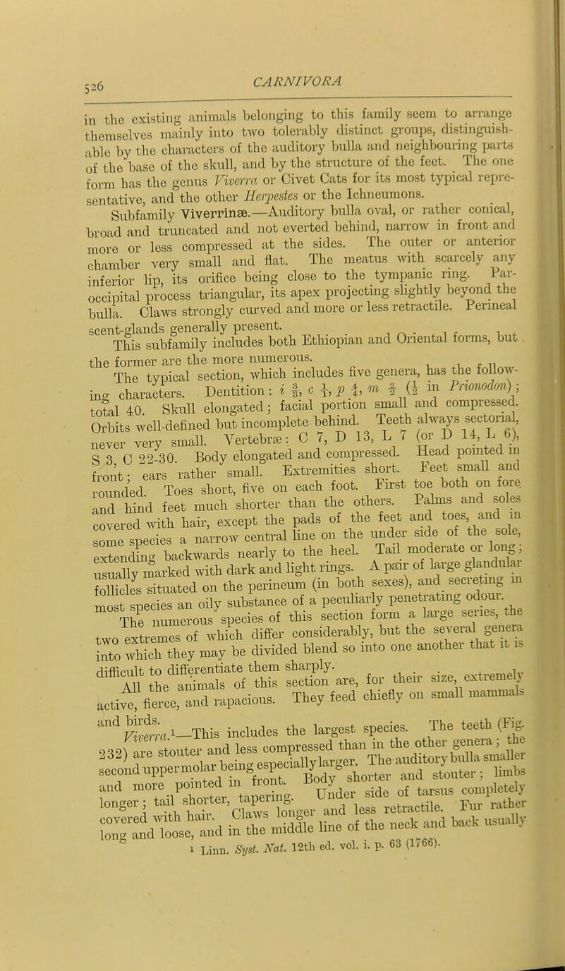 in the existing animals belonging to this family seem to arrange themselves mainly into two tolerably distinct groups, distinguish- able by the characters of the auditory bulla and neighbouring parts of the base of the skull, and by the structure of the feet. The one form has the genus Viverm or Civet Cats for its most typical repre- sentative, and the other Herpestes or the Ichneumons. Subfamily Viverrinze.—Auditory bulla oval, or rather conical, broad and truncated and not everted behind, narrow in front and more or less compressed at the sides. The outer or anterior chamber very small and flat. The meatus mth scarcely any inferior lip, its orifice being close to the tympanic ring. Par- occipital process triangular, its apex projecting slightly beyond the bulla. Claws strongly curved and more or less retractile. Perineal scent-glands generally present. , • . 1 f 1 This subfamily includes both Ethiopian and Oriental forms, but the former are the more numerous. , .1, f 11 The typical section, which includes five genera, has the follow- ing characters. Dentition: i |, c \, p i, m f (| in Pnonodmh total 40. Skull elongated; facial portion small and compressed. Orbits well-defined but incomplete behind. Teeth always sectorial never very small. Vertebrae: C 7, D 13, L 7 (or D U, L 6), S 3 C 22-30 Body elongated and compressed. Head pointed in front ears 'rather small. Extremities short. Feet smaU and ound^d Toes short, five on each foot. First toe both on fore. Lnd hind feet much shorter than the others. Palms and soles covered mth hair, except the pads of the feet and toes, and m some species a narrow central line on the under side o the sole, exTentog backwards nearly to the heel. Tail moderate or long; usSlTmarked with dark and light rings. A pan- of large glandular oSsTituated on the perineum (in both sexes), and secreting m mo t snecies an oily substance of a peculiarly penetrating odour. The umerous^ecies of this section form a large series, the two extremes of which differ considerably, but the several genera Z wtch they may be divided blend so into one another that it is difficult to differentiate them sharply. , , . . , All the animals of this section are, for their size extremely activ^ fierce, and rapacious. They feed chiefly on small mammal. '^Sme^-This includes the largest species. The teeth (Fi^ and -^..Pr^;,^/ Under side o! tarsus con.ple^jly longer; tail shorter tapenn^^^^ retractUe. Fur rather Snl'tuc. line of the nee. and hacU usually 1 Linn. SysL Nat. 12th ed. vol. i. p. 63 (1/66).