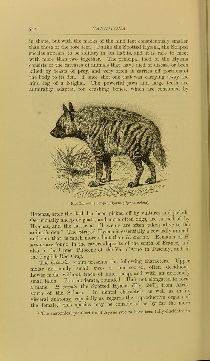 in shape, but with the marks of the hind feet conspicuously smaller than those of the fore feet. Unlike the Spotted Hyajna, the Striped species appears to be solitary in its habits, and it is rare to meet with more than two together. The principal food of the Hyaena consists of the carcases of animals that have died of disease or been Icilled by beasts of prey, and very often it carries off portions of the body to its den. I once shot one that was carrying away the hind leg of a Nilghai. The powerful jaws and large teeth are admirably adapted for crushing bones, which are consumed by Fio. 246.—The Striped Hyaana (Hycena striata). Hygenas, after the flesh has been picked off by vultures and jackals. Occasionally sheep or goats, and more often dogs, are carried off by Hysenas, and the latter at all events are often taken alive to the animal's den. The Striped Hysenais essentially a cowardly animal, and one that is much more silent than H. crocuta. Eemains of H. striata are found in the cavern-deposits of the south of France, and also in the Upper Pliocene of the Val d'Arno in Tuscany, and in the English Red Crag. The Crocutme group presents the following characters. Upper molar extremely small, two- or one-rooted, often deciduous. Lower molar ^vithout trace of inner cusp, and with an extremely small talon. Ears moderate, rounded. Hair not elongated to form a mane. H. crocuta, the Spotted Hytena (Fig. 247), from Africa south of the Sahara. In dental characters as well as m its visceral anatomy, especially as regards the reproductive organs of the female,! this species may be considered as by far the more 1 The anatomical peculiarities oi Eymia crocuta have been fully elucidated in