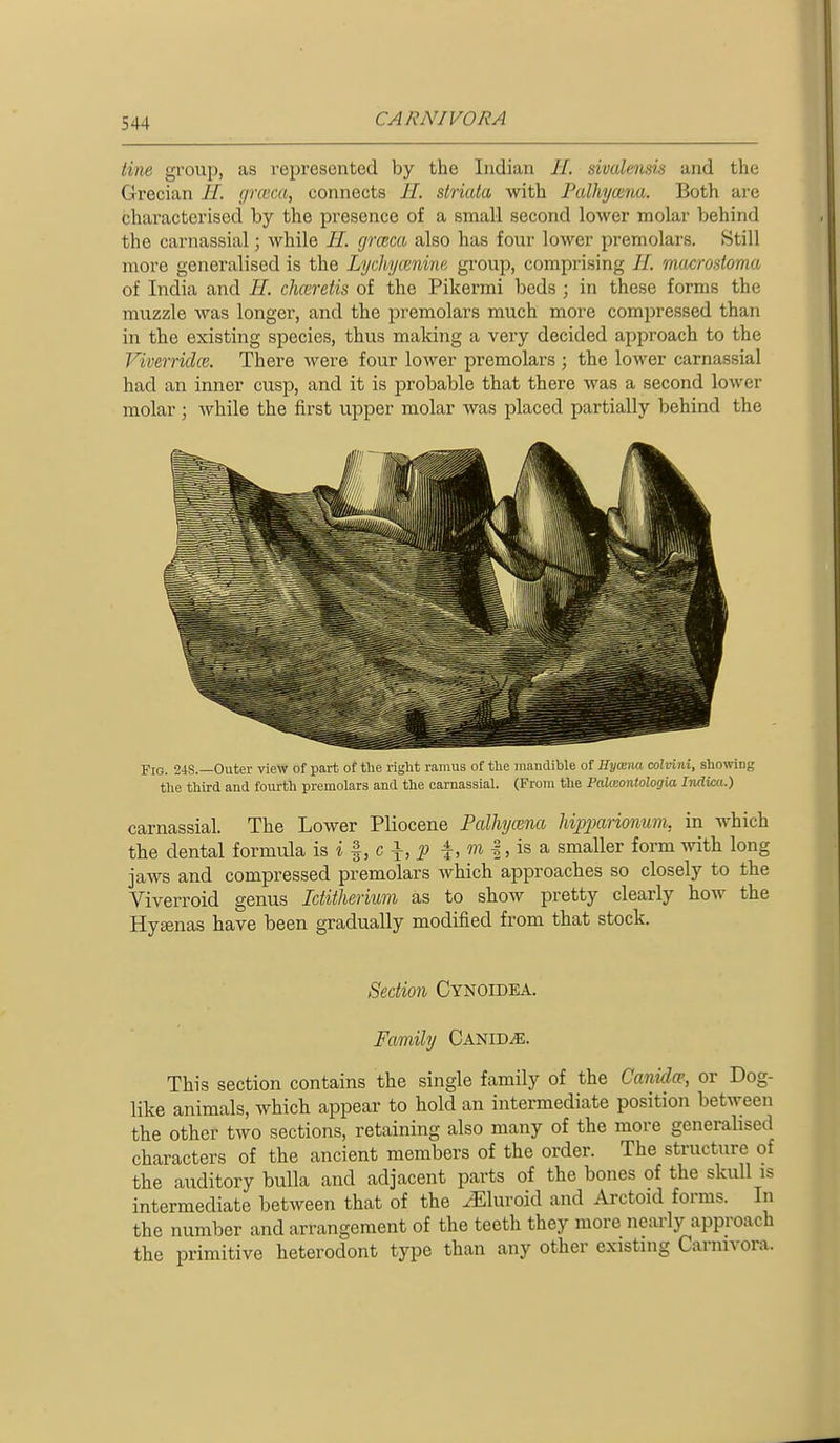 tine gfoup, as represented by the Indian //. sivalensis and the Grecian II. gnem, connects //. striata with Falhycena. Both are characterised by the presence of a small second lower molar behind the carnassial; while 11. grceca also has four lower premolars. Still more generalised is the Lijchycmi'iia group, comprising II. miicrosioma of India and H. chceretis of the Pikermi beds ; in these forms the muzzle was longer, and the premolars much more compressed than in the existing species, thus making a very decided approach to the Viverridce. There were four lower premolars ; the lower carnassial had an inner cusp, and it is probable that there was a second lower molar; while the first upper molar was placed partially behind the Fig. 248.—Outer view of part of the right ramus of tlie mandible of Hy<xna colvini, showing the third and fourth premolars and the carnassial. (From the PaXceontologUi Indim.) carnassial. The Lower Pliocene Palhycena liipparionum, in which the dental formula is i |, c i, _p f, m I, is a smaller form with long jaws and compressed premolars which approaches so closely to the Viverroid genus Iditherium as to show pretty clearly how the Hyaenas have been gradually modified from that stock. Section Cynoidea. Family Canid^. This section contains the single family of the Canidce, or Dog- like animals, which appear to hold an intermediate position between the other two sections, retaining also many of the more generahsed characters of the ancient members of the order. The structure of the auditory bulla and adjacent parts of the bones of the skull is intermediate between that of the vEluroid and Aixtoid forms. In the number and arrangement of the teeth they more nearly approach the primitive heterodont type than any other existuig Carnivora.