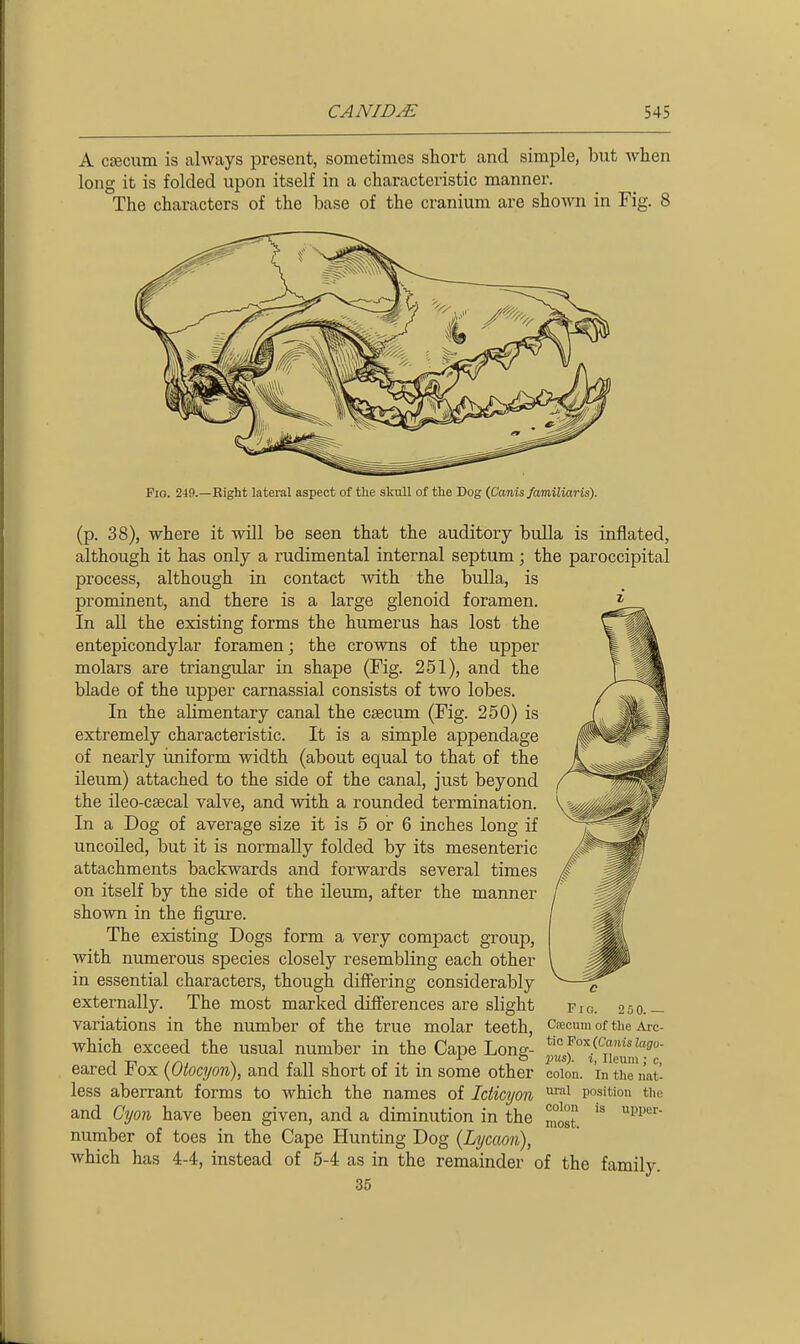 A cJBCum is always present, sometimes short and simple, but when long it is folded upon itself in a characteristic manner. The characters of the base of the cranium are shown in Fig. 8 Fio. 249.—Right lateral aspect of the skull of the Dog {Ganis JwrnXliaris). (p. 38), where it will be seen that the auditory bulla is inflated, although it has only a rudimental internal septum; the paroccipital process, although in contact with the bulla, is prominent, and there is a large glenoid foramen. In all the existing forms the humerus has lost the entepicondylar foramen; the crowns of the upper molars are triangular in shape (Fig. 251), and the blade of the upper carnassial consists of two lobes. In the alimentary canal the caecum (Fig. 250) is extremely characteristic. It is a simple appendage of nearly imiform width (about equal to that of the ileum) attached to the side of the canal, just beyond the ileo-csecal valve, and with a rounded termination. In a Dog of average size it is 5 or 6 inches long if uncoiled, but it is normally folded by its mesenteric attachments backwards and forwards several times on itself by the side of the ileum, after the manner shown in the figure. The existing Dogs form a very compact group, with numerous species closely resembling each other in essential characters, though diifering considerably externally. The most marked differences are slight variations in the number of the true molar teeth, which exceed the usual number in the Cape Long- eared Fox {Otocyon), and fall short of it in some other colon, in the nat- less aberrant forms to which the names of Idicyon ^-^ position the and Cyon have been given, and a diminution in the ^0° number of toes in the Cape Hunting Dog (Lycaon), which has 4-4, instead of 5-4 as in the remainder of the family. 35 c Fio. 2 5 0.— Cajcum of the Arc- tic Fox (Canislago- 2ms). i, Ileum ; c,