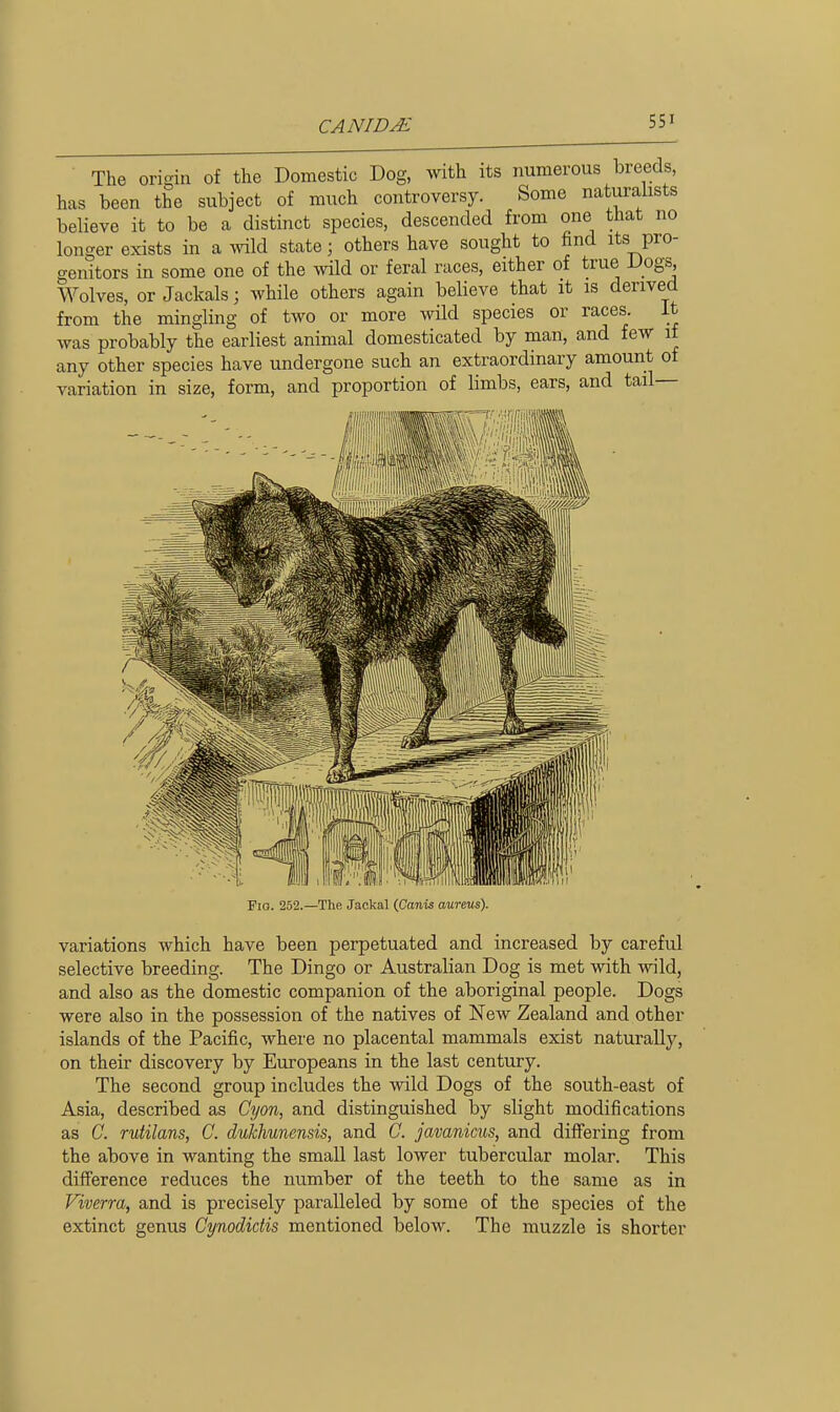 The origin of the Domestic Dog, with its numerous breeds, has been the subject of much controversy. Some naturalists believe it to be a distinct species, descended from one that no longer exists in a wild state; others have sought to find its pro- genitors in some one of the wild or feral races, either of true Dogs Wolves, or Jackals; while others again believe that it is derived from the mingling of two or more wild species or races. it was probably the earliest animal domesticated by man, and few it any other species have undergone such an extraordinary amount of variation in size, form, and proportion of limbs, ears, and tail Fio. 252.—The Jackal (fianis aureus). variations which have been perpetuated and increased by careful selective breeding. The Dingo or Australian Dog is met with wild, and also as the domestic companion of the aboriginal people. Dogs were also in the possession of the natives of New Zealand and other islands of the Pacific, where no placental mammals exist naturally, on their discovery by Europeans in the last century. The second group includes the vvild Dogs of the south-east of Asia, described as Cijon, and distinguished by slight modifications as C. rutilans, C. dukhunensis, and C. javaniais, and differing from the above in wanting the small last lower tubercular molar. This difference reduces the number of the teeth to the same as in Viverra, and is precisely paralleled by some of the species of the extinct genus Cynodictis mentioned below. The muzzle is shorter