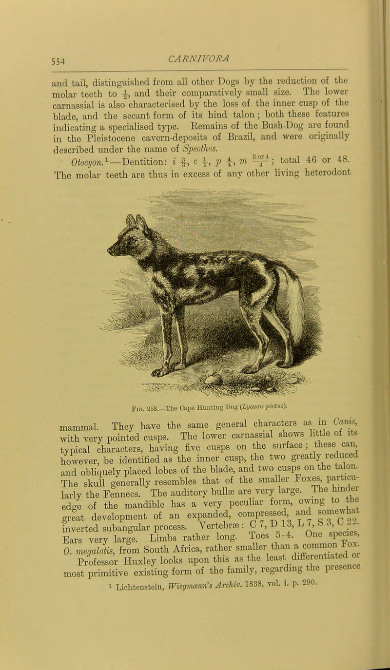 and tail, distinguislied from all other Dogs by the reduction of the molar teeth to l, and their comparatively small size. The lower carnassial is also characterised by the loss of the inner cusp of the blade, and the secant form of its hind talon; both these features indicating a specialised type. Remains of the Bush-Dog are found in the Pleistocene cavern-deposits of Brazil, and were originally described under the name of Sj)eothns. ■ 0<ocyon.i—Dentition: i ^ \, p m ; total 46 or 48. The molar teeth are thus in excess of any other living heterodont Fio. 253.—The Cape Hunting Dog (Lycaon pktus). mammal. They have the same general characters as in Canis Avith very pointed cusps. The lower carnassial shows little ot its typical characters, having five cusps on the surface; these can however, be identified as the inner cusp, the two greatly reduced and obliquely placed lobes of the blade, and two cusps on the talon. The skull generally resembles that of the smaller Foxes particu- larly the Fennecs. The auditory bullae are very large. The hinder edge of the mandible has a very peculiar form, owing to the great development of an expanded, compressed and somewhat inverted subangular process. Vertebrae : C /, D 13, L /, b d, u - Ears very large. Limbs rather long. Toes 5-4. One species, 0. megalotis, ivom South Africa, rather ^^^f f.^^^^^^^l^. Professor Huxley looks upon this as the l^ast diffei-entia d o most primitive existing form of the family, regarding the piesence 1 Lichtenstein, Wiegmann's Archiv. 1838, vol. i. p. 290.