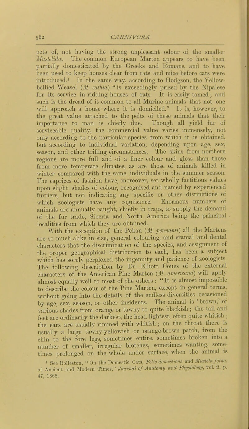 pets of, not having the strong unpleasant odour of the smaller Mustelida'. The conunon European Marten appears to have Ijeen partially domesticated by the Greeks and Romans, and to have been used to keep houses clear from rats and mice before cats were introduced.! In the same way, according to Hodgson, the Yellow- bellied AVeasel (ilf. cathia) is exceedingly prized by the Nipalese for its service in ridding houses of rats. It is easily tamed; and such is the dread of it common to all Murine animals that not one ■will approach a house where it is domiciled. It is, however, to the great value attached to the pelts of these animals that theii' importance to man is chiefly due. Though all yield fur of serviceable quality, the commercial value varies immensely, not only according to the particular species from which it is obtained, but according to individual variation, depending upon age, sex, season, and other trifling circumstances. The skins from noi*thern regions are more full and of a finer colour and gloss than those from more temperate climates, as are those of animals killed in Avinter compared with the same individuals in the summer season. The caprices of fashion have, moreover, set wholly factitious values upon slight shades of colour, recognised and named by experienced furriers, but not indicating any specific or other distinctions of whicb zoologists have any cognisance. Enormous numbers of animals are annually caught, chiefly in traps, to supply the demand of the fur trade, Siberia and North America being the principal - localities from which they are obtained. With the exception of the Pekan (ilf. pennanti) all the Martens are so much alike in size, general colouring, and cranial and dental characters that the discrimination of the species, and assignment of the proper geographical distribution to each, has been a subject which has sorely perplexed the ingenuity and patience of zoologists. The following description by Dr. Elliott Coues of the external characters of the American Pine Marten (il/. amcricana) will apply almost equally well to most of the others :  It is almost impossible to describe the colour of the Pine Marten, except in general terms, without going into the details of the endless diversities occasioned by age, sex, season, or other incidents. The animal is 'brown,' of various shades from orange or tawny to quite blacldsh ; the tail and feet are ordinarily the darkest, the head lightest, often quite whitish ; the ears are usually rimmed with whitish; on the throat there is usually a large tawny-yellowish or orange-brown patch, from the chin to the fore legs, sometimes entire, sometimes broken into a number of smaller, irregular blotches, sometimes wanting, some- times prolonged on the whole under surface, when the animal is 1 See RoUeston, On the Domestic Cats, Fclis doiiicstiais and Musklafoina, of Ancient and Modern Times, Journal of Anatomy and Physiology, vol. ii. p. 47, 1868.