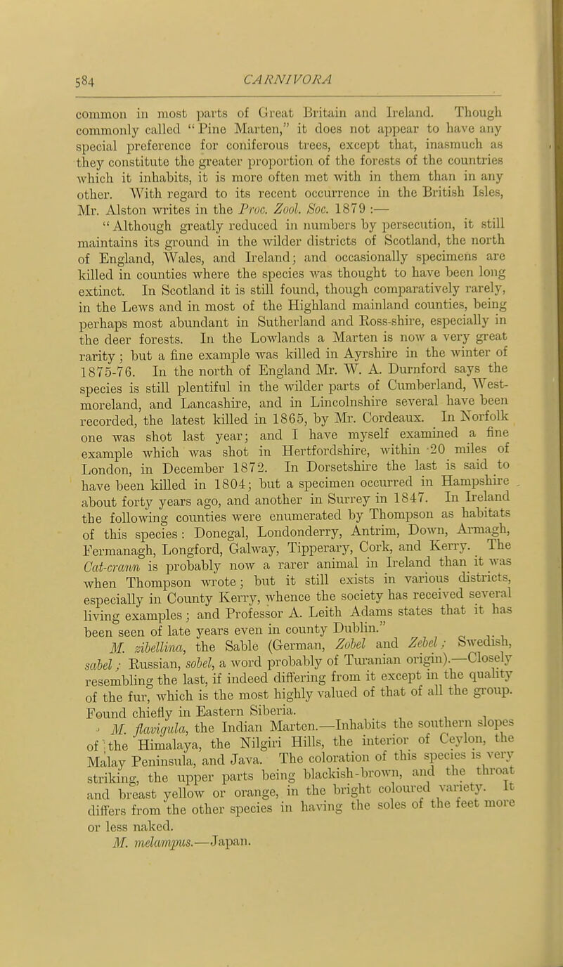 common in most parts of Great Britain and Ireland. Though commonly called  Pine Marten, it does not appear to have any special preference for coniferous trees, except that, inasmuch as they constitute the greater i)roportion of the forests of the countries which it inhabits, it is more often met with in them than in any other. With regard to its recent occurrence in the British Isles, Mr. Alston writes in the Pnic. Zool. Soc. 1879 :—  Although greatly reduced in numbers by persecution, it still maintains its ground in the wilder districts of Scotland, the north of England, Wales, and Ireland; and occasionally specimens are killed in counties where the species was thought to have been long extinct. In Scotland it is still found, though comparatively rarely, in the Lews and in most of the Highland mainland counties, being perhaps most abundant in Sutherland and Koss-shire, especially in the deer forests. In the Lowlands a Marten is now a very great rarity; but a fine example was killed in Ayrshire in the winter of 1875-76. In the north of England Mr. W. A. Durnford says the species is still plentiful in the wilder parts of Cumberland, West- moreland, and Lancashire, and in Lincolnshire several have been recorded, the latest killed in 1865, by Mr. Cordeaux. In Norfolk one was shot last year; and I have myself examined a fine example which was shot in Hertfordshire, within 20 miles of London, in December 1872. In Dorsetshire the last is said to have been kiUed in 1804; but a specimen occurred in Hampshire . about forty years ago, and another in Surrey in 1847. In Ireland the following counties were enumerated by Thompson as habitats of this species: Donegal, Londonderry, Antrim, Down, Ai-magh, Fermanagh, Longford, Galway, Tipperary, Cork, and Kerry. _ The Cat-crann is probably now a rarer animal in Ireland than it was when Thompson wrote; but it still exists in various districts, especially in County Kerry, whence the society has received several living examples; and Professor A. Leith Adams states that it has been seen of late years even in county Dublin. M. ziheUina, the Sable (German, Zobel and Zebel; Swedish, saM; Eussian, sobel, a word probably of Turanian origin).—Closely resembling the last, if indeed differing from it except m the quality of the fur, which is the most highly valued of that of all the group. Found chiefly in Eastern Siberia. ' M flavigula, the Indian Marten.—Inhabits the southern slopes of the Himalaya, the Nilgiri Hills, the interior of Ceylon, the Malay Peninsula, and Java. The coloration of this species is very striking, the upper parts being blackish-brown, and the throat and breast yellow or orange, in the bright coloured vanety. It differs from the other species in having the soles of the feet more or less naked. M. melampas.—Japan.