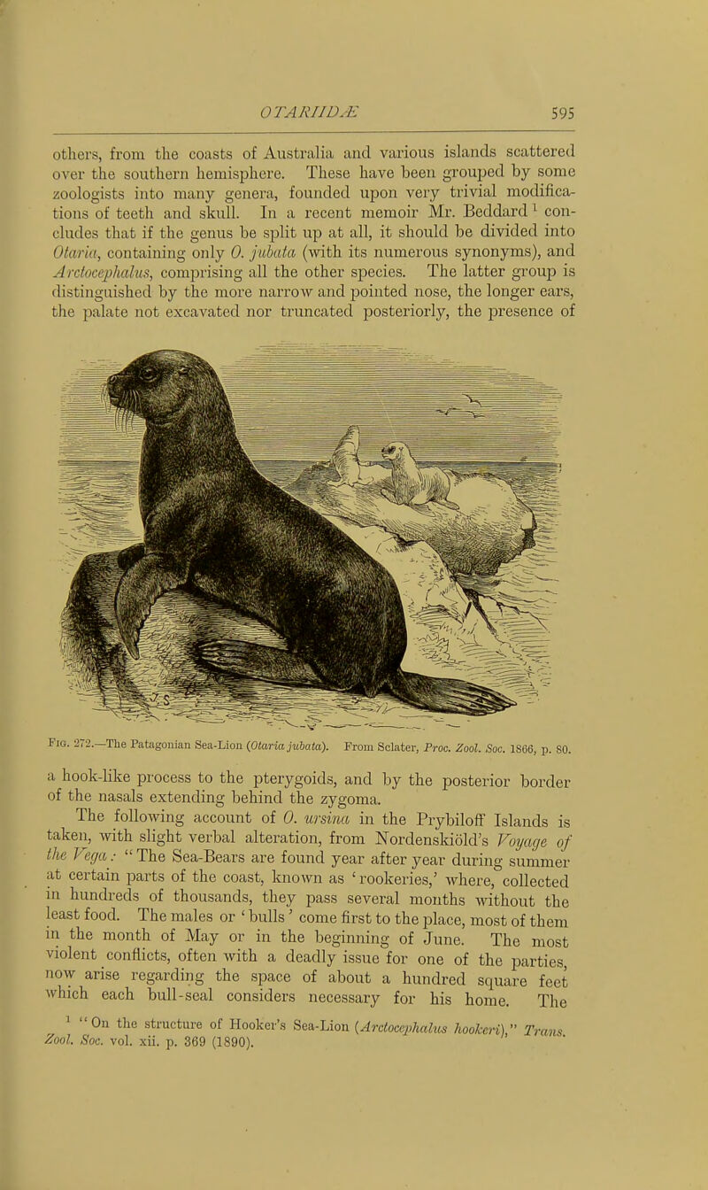 others, from the coasts of Australia and vax'ious islands scattered over the southern hemisphere. These have been grouped by some zoologists into many genera, founded upon very trivial modifica- tions of teeth and skull. In a recent memoir Mr. Beddard ^ con- cludes that if the genus be split up at all, it should be divided into Otaria, containing only 0. jubata (with its numerous synonyms), and Arcfocephalus, comprising all the other species. The latter group is distinguished by the more narrow and pointed nose, the longer ears, the palate not excavated nor truncated posteriorly, the presence of Fig. 272.—The Patagouian Sea-Lion {Otaria jiibata). From Sclater, Proc. Zool. Soc. 1866, p. SO. a hook-like process to the pterygoids, and by the posterior border of the nasals extending behind the zygoma. The following account of 0. ursina in the Prybiloff Islands is taken, with slight verbal alteration, from Nordenskiold's Voyage of the Vzga :  The Sea-Bears are found year after year during summer at certain parts of the coast, known as 'rookeries,' where, collected m hundreds of thousands, they pass several months without the least food. The males or ' bulls ' come first to the place, most of them in the month of May or in the beginning of June. The most violent conflicts, often with a deadly issue for one of the parties, now arise regarding the space of about a hundred square feet which each bull-seal considers necessary for his home. The 1 Ou the structure of Hooker'.s Sea-Lion {Ardocephahcs hookcri)  Trans Zool. Soc. vol. xii. p. 369 (1890).