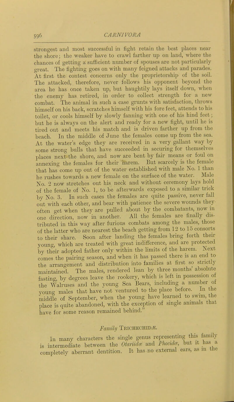 strongest and most successful in fight retain the l)est places near the shore; the weaker have to crawl farther up on land, Avhere the chances of getting a sufficient number of spouses are not particularly great. The fighting goes on Avith many feigned attacks and parades. At first the contest concerns only the proprietorshij) of the soil. The attacked, therefore, never follows his opponent beyond the area he has once taken up, but haughtily lays itself down, when the enemy has retired, in order to collect strength for a new combat. The animal in such a case grunts Avith satisfaction, throws himself on his back, scratches himself with his fore feet, attends to his toilet, or cools himself by slowly fanning with one of his hind feet; but he is always on the alert and ready for a new fight, until he is tired out and meets his match and is driven farther up from the beach. In the middle of June the females come up from the sea. At the water's edge they are received in a very gallant Avay by some strong bulls that have succeeded in securing for themselves places next the shore, and now are bent by fair means or foul on annexing the females for their harem. But scarcely is the female that has come up out of the water established mth male No. 1 than he rushes towards a new female on the surface of the water. Male No. 2 now stretches out his neck and without ceremony lays hold of the female of No. 1, to be afterwards exposed to a similar trick by No. 3. In such cases the females are quite passive, never fall out with each other, and bear with patience the severe wounds they- often get when they are pulled about by the combatants, now in one direction, now in another. All the females are finally dis- tributed in this way after furious combats among the males, those of the latter Avho are nearest the beach getting from 12 to 15 consorts to their share. Soon after landing the females bring forth then- young, which are treated with great indifierence, and are protected by their adopted father only within the limits of the harem. Next comes the pairing season, and when it has passed there is an end to the arrangement and distribution into families at first so strictly maintained. The males, rendered lean by three months' absolute fastino- by degrees leave the rookery, which is left in possession of the Walruses and the young Sea Bears, including a number of young males that have not ventured to the place before, in the middle of September, when the young have learned to swim, the place is quite abandoned, Avith the exception of single animals that have for some reason remained behind. Fcmiily Trichechid.-e. In many characters the single genus representing this family is intermediate between the Otaxndm and PUcxdiX, but it has a completely aberrant dentition. It has no external ears, as m tbe