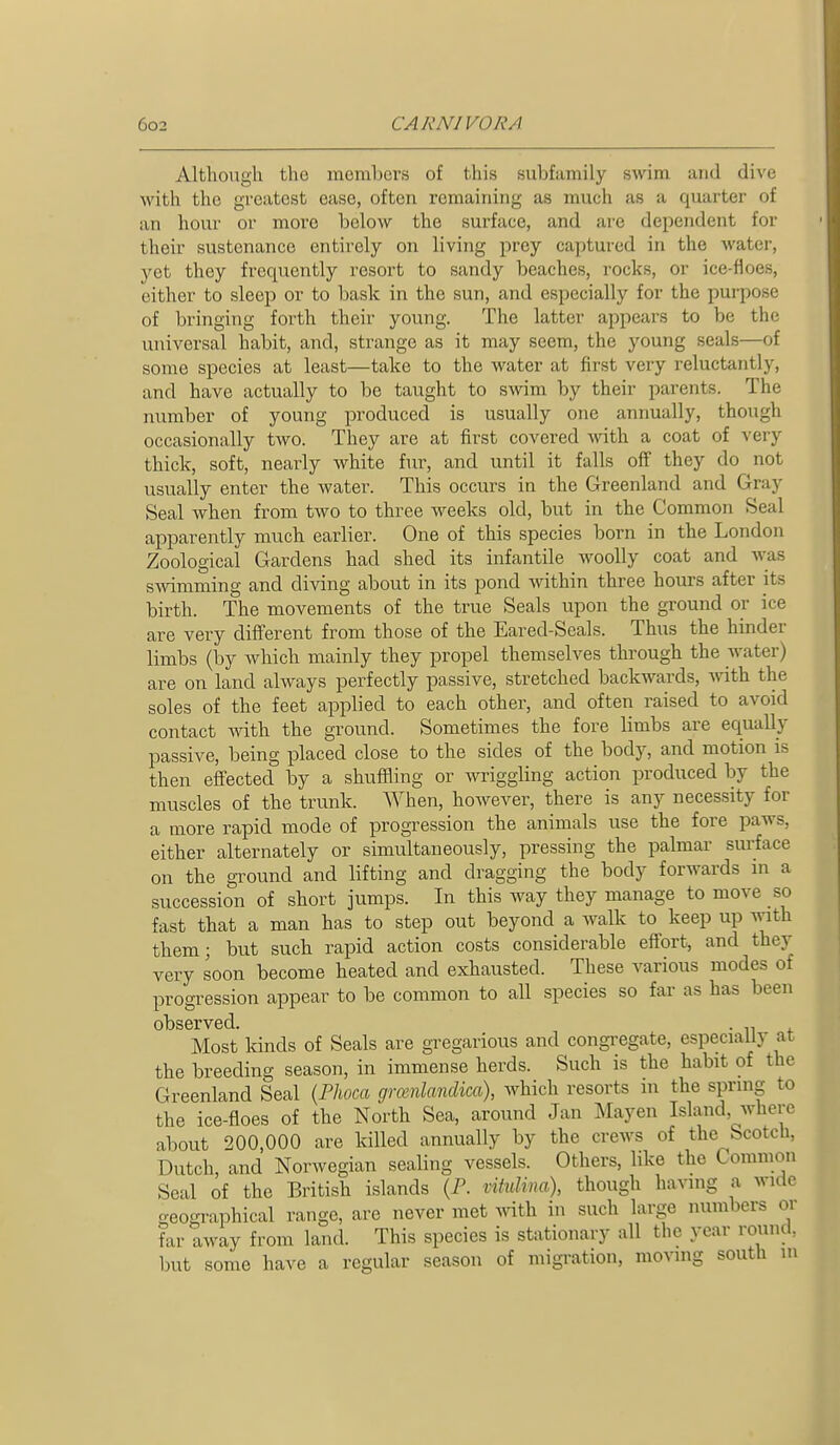 Although the members of this subfamily swim and dive with the greatest ease, often remaining as much as a quarter of an hour or more below the surface, and are dependent for their sustenance entirely on living prey captured in the water, yet they frequently resort to sandy beaches, rocks, or ice-floes, cither to sleep or to bask in the sun, and especially for the purpose of bringing forth their young. The latter appears to be the universal habit, and, strange as it may seem, the young seals—of some species at least—take to the water at first very reluctantly, and have actually to be taught to swim by their parents. The number of young produced is usually one annually, though occasionally two. They are at first covered -with a coat of very thick, soft, nearly white fur, and until it falls off they do not usually enter the water. This occurs in the Greenland and Gray Seal when from two to three weeks old, but in the Common Seal apparently much earlier. One of this species born in the London Zoological Gardens had shed its infantile woolly coat and was swimming and diving about in its pond within three hours after its birth. The movements of the true Seals upon the ground or ice are very different from those of the Eared-Seals. Thus the hinder limbs (by which mainly they propel themselves through the water) are on land always perfectly passive, stretched backwards, %vith the soles of the feet applied to each other, and often raised to avoid contact mth the ground. Sometimes the fore limbs are eq_ually passive, being placed close to the sides of the body, and motion is then effected by a shuffling or wriggling action produced by the muscles of the trunk. When, however, there is any necessity for a more rapid mode of progression the animals use the fore paws, either alternately or simultaneously, pressing the palmar surface on the gTOund and lifting and dragging the body forwards m a succession of short jumps. In this way they manage to move so fast that a man has to step out beyond a walk to keep up with them; but such rapid action costs considerable effort, and they very soon become heated and exhausted. These various modes of progression appear to be common to all species so far as has been observed. . Most kinds of Seals are gregarious and congregate, especially at the breeding season, in immense herds. Such is the habit of the Greenland Seal {Plwca grmnlandica), which resorts m the sprmg to the ice-floes of the North Sea, around Jan Mayen Island, where about 200,000 are killed annually by the crews of the Scotch, Dutch, and Norwegian sealing vessels. Others, like the Common Seal of the British islands (P. vitulina), though having a wide o-eographical range, are never met Anth in such large numbers or far away from land. This species is stationary all the year round, but some have a regular season of migration, moving south m